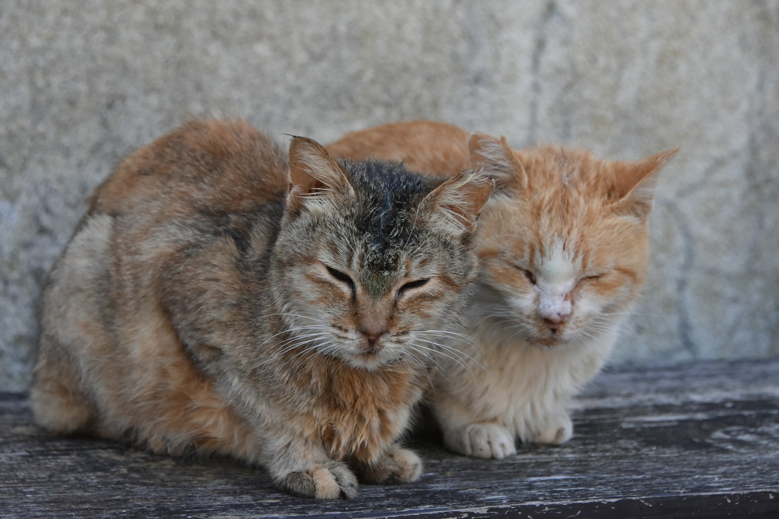 两只猫在温暖的场景中相互依偎