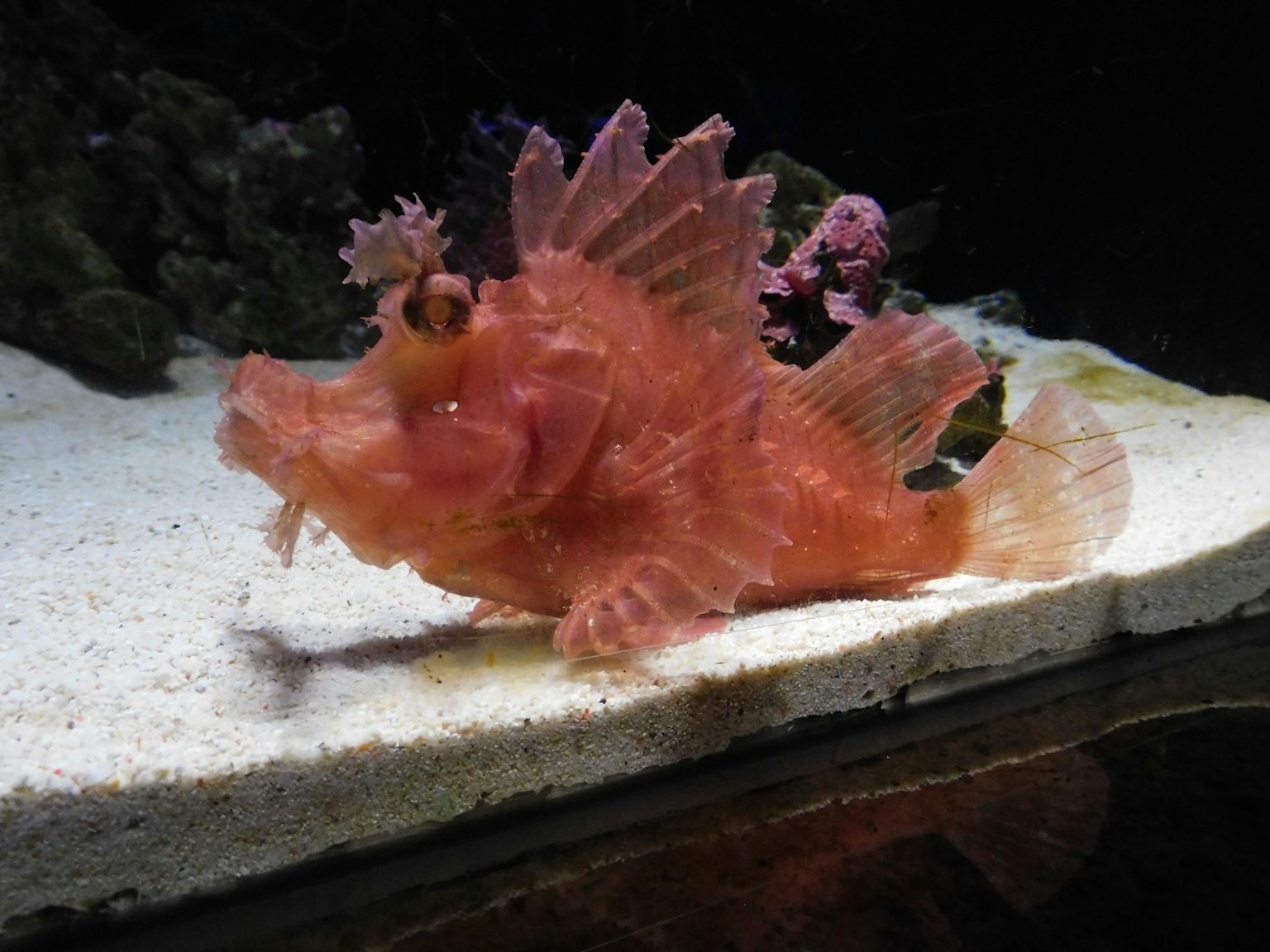Rosa Fisch, der einem Skorpionfisch ähnelt, schwimmt in einem Aquarium