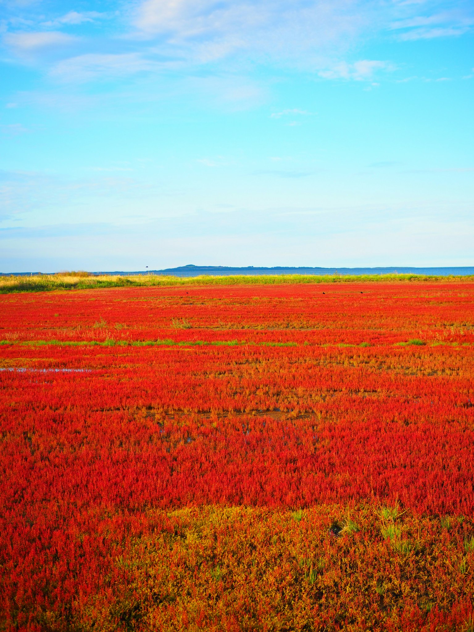Prateria rossa vibrante sotto un cielo blu