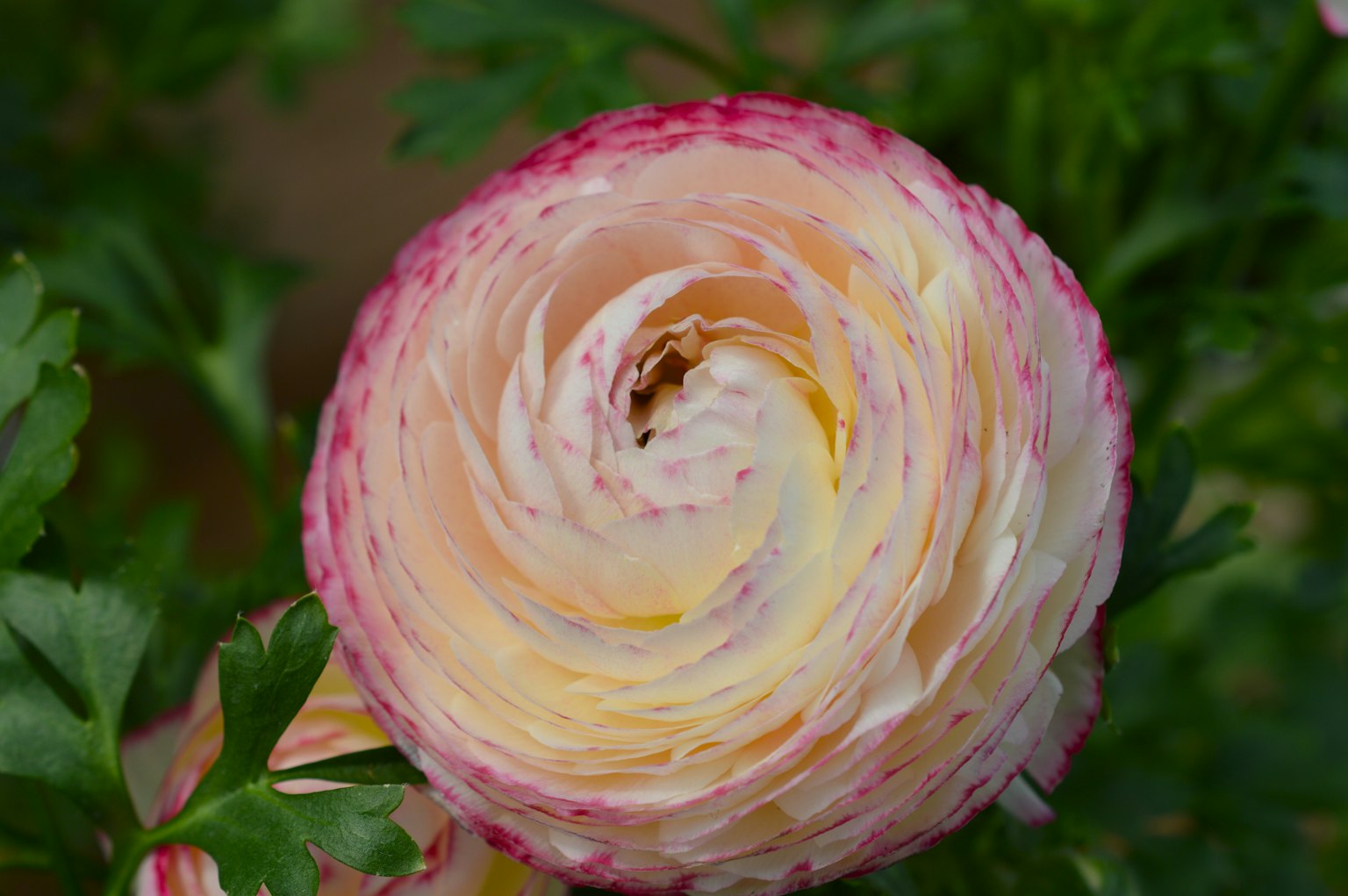 Cận cảnh hoa ranunculus màu hồng và kem đẹp mắt