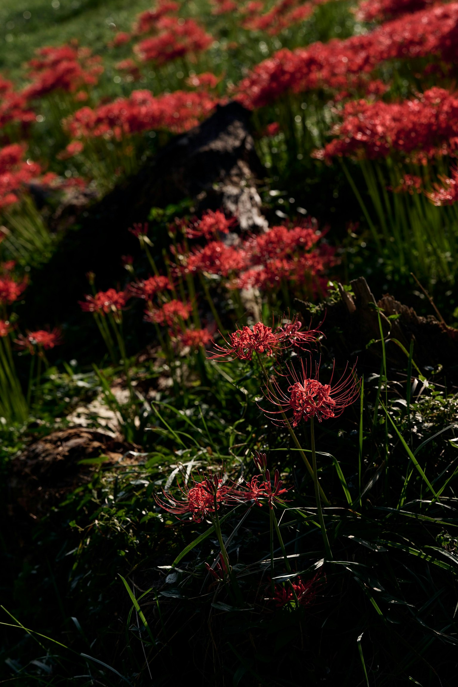 Champ de fleurs rouges en fleurs avec de l'herbe verte