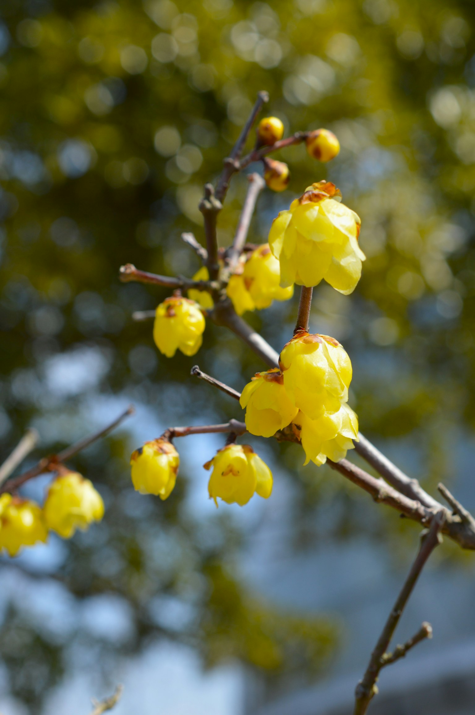 노란 꽃이 피어 있는 가지의 클로즈업