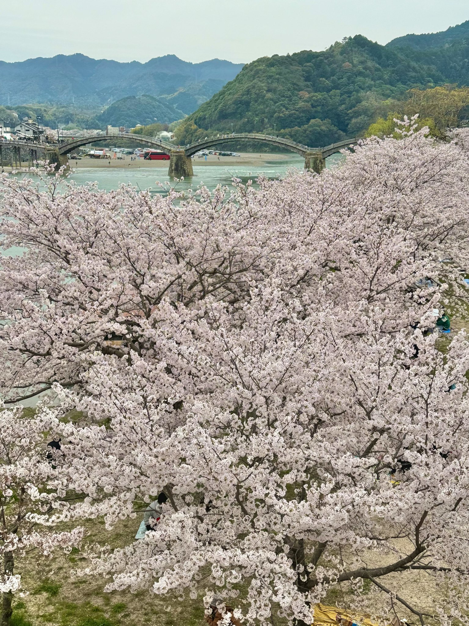盛开的樱花树美景，背景有桥和山脉