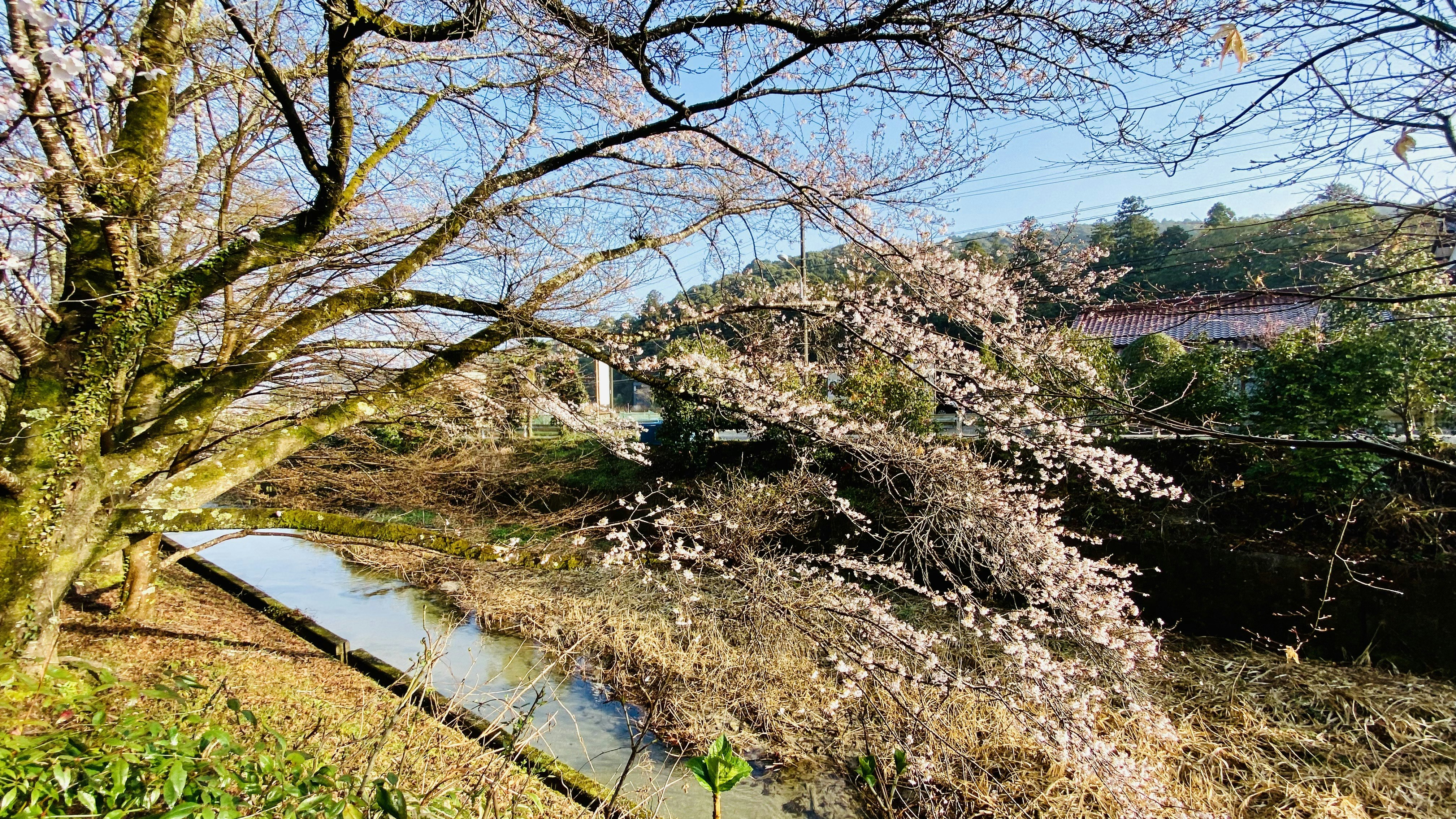 Cherry blossoms and green trees along a riverbank
