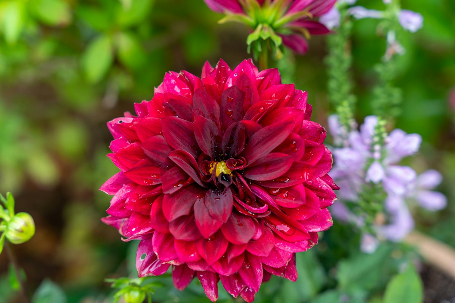 Sebuah bunga dahlia merah cerah dihiasi dengan tetesan air dikelilingi oleh tanaman hijau dan ungu