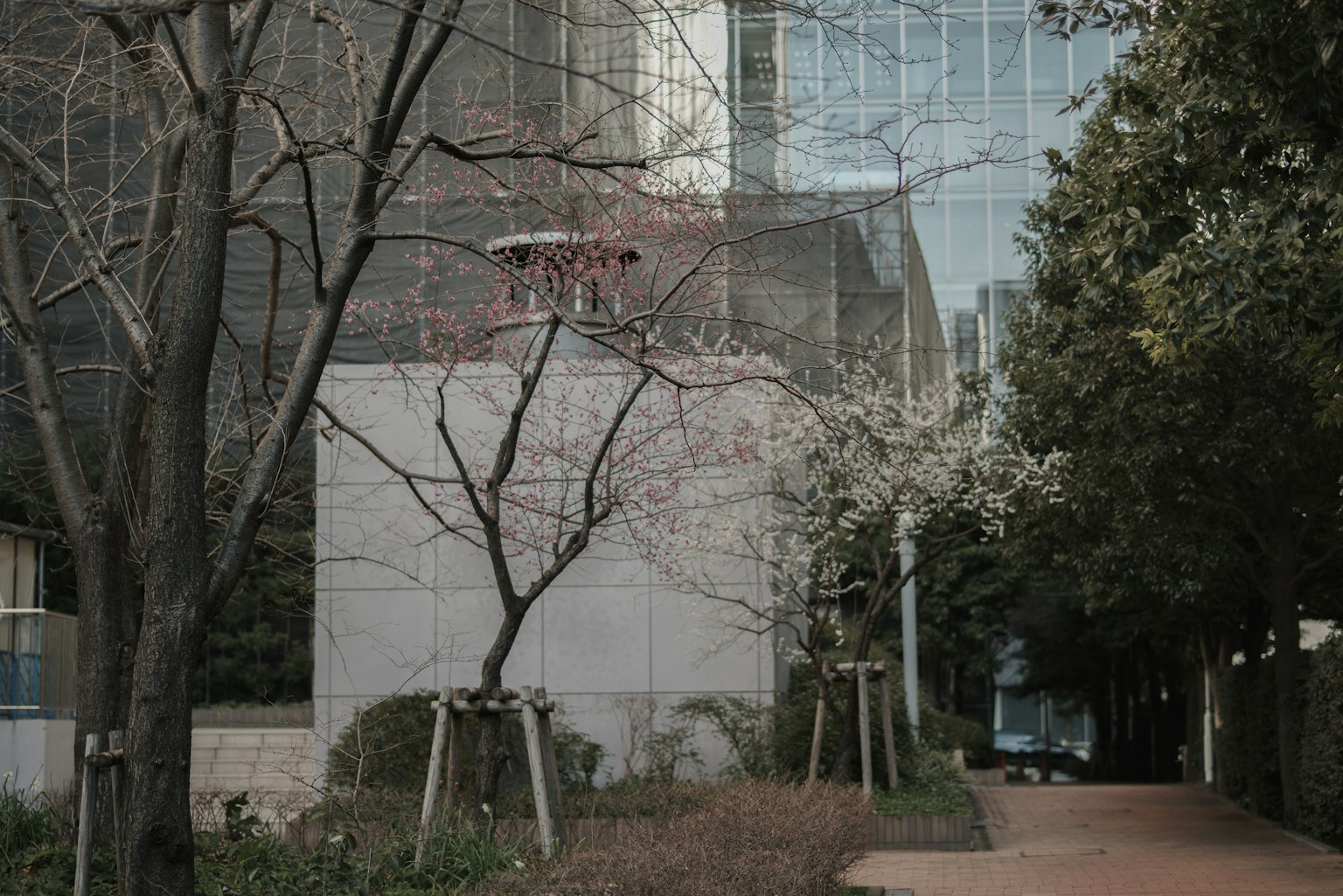一條安靜的街道，有現代建築和櫻花樹