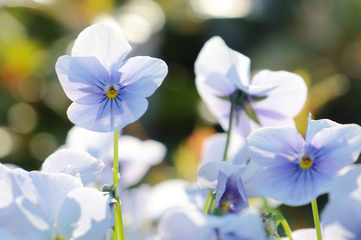 Image of pale purple flowers with a blurred background