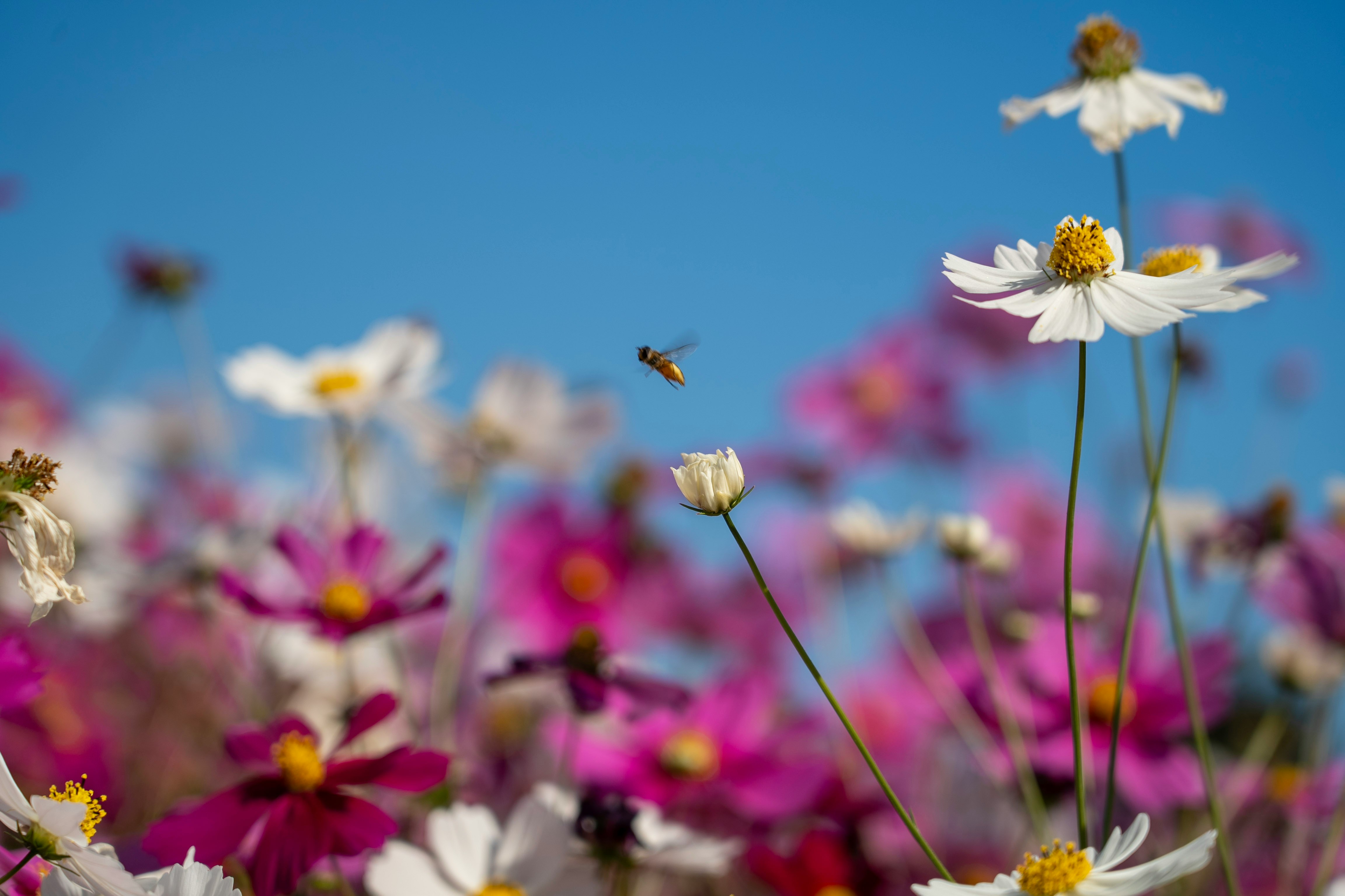 青空の下で咲くコスモスと蜜蜂の飛来する花畑