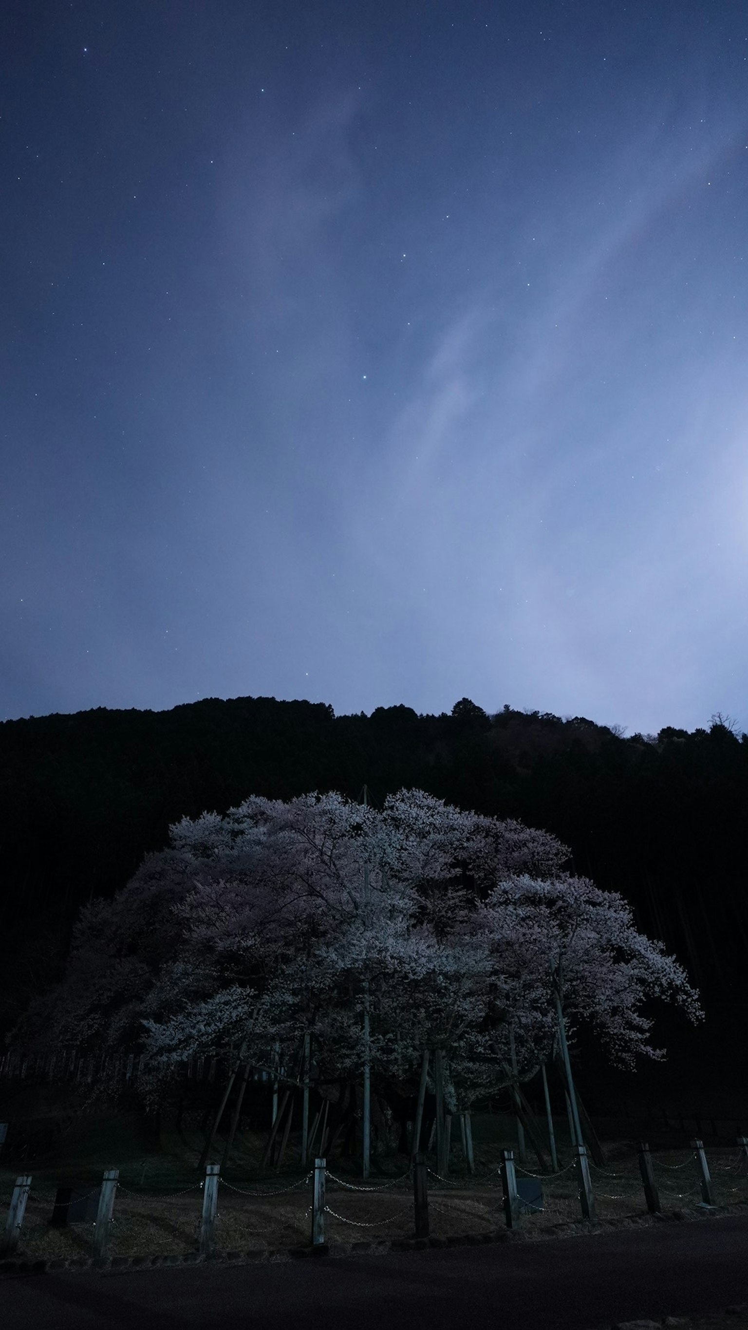 Cherry blossom tree under night sky with mountain silhouette