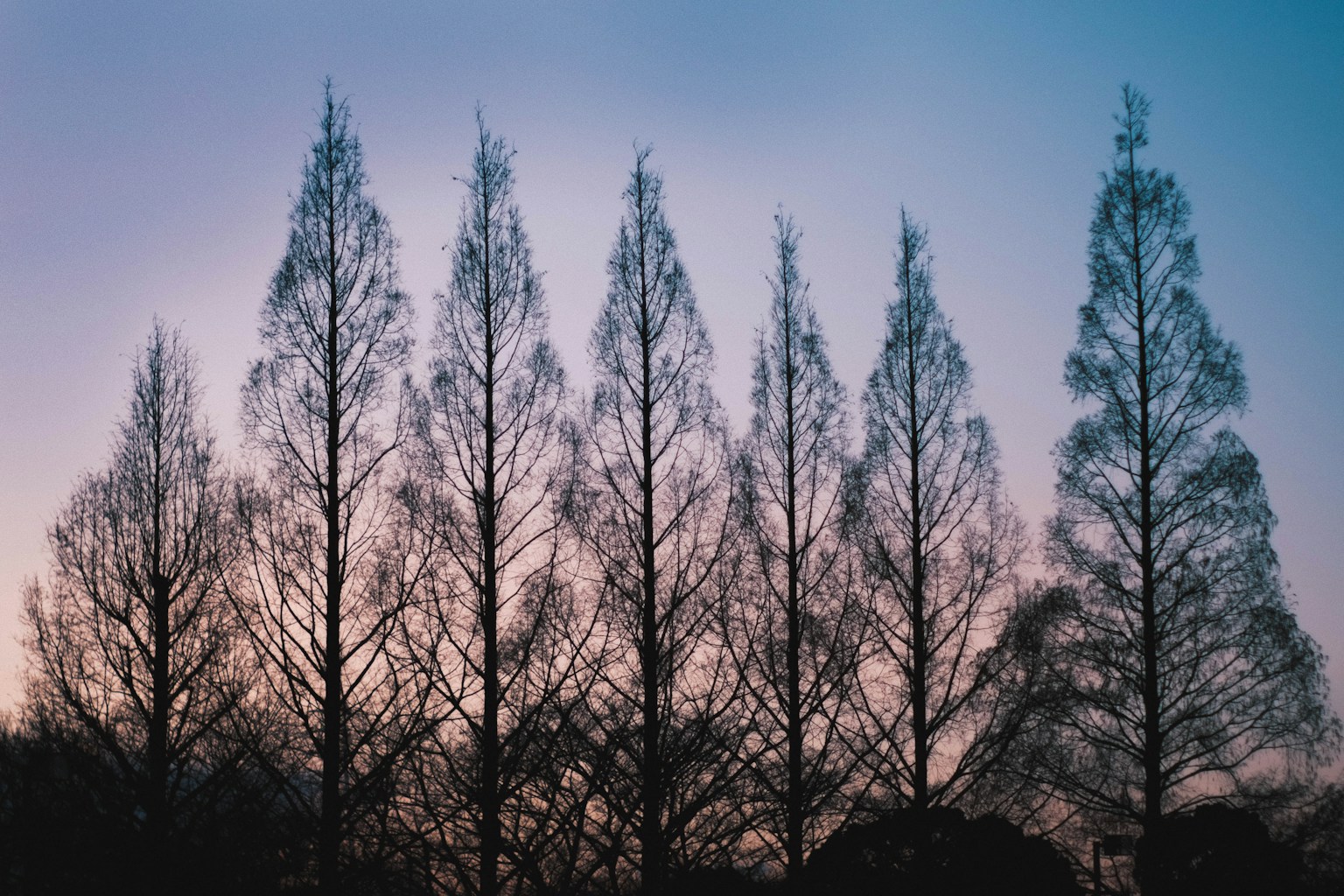 Silhuet pohon tinggi ramping di latar belakang langit senja
