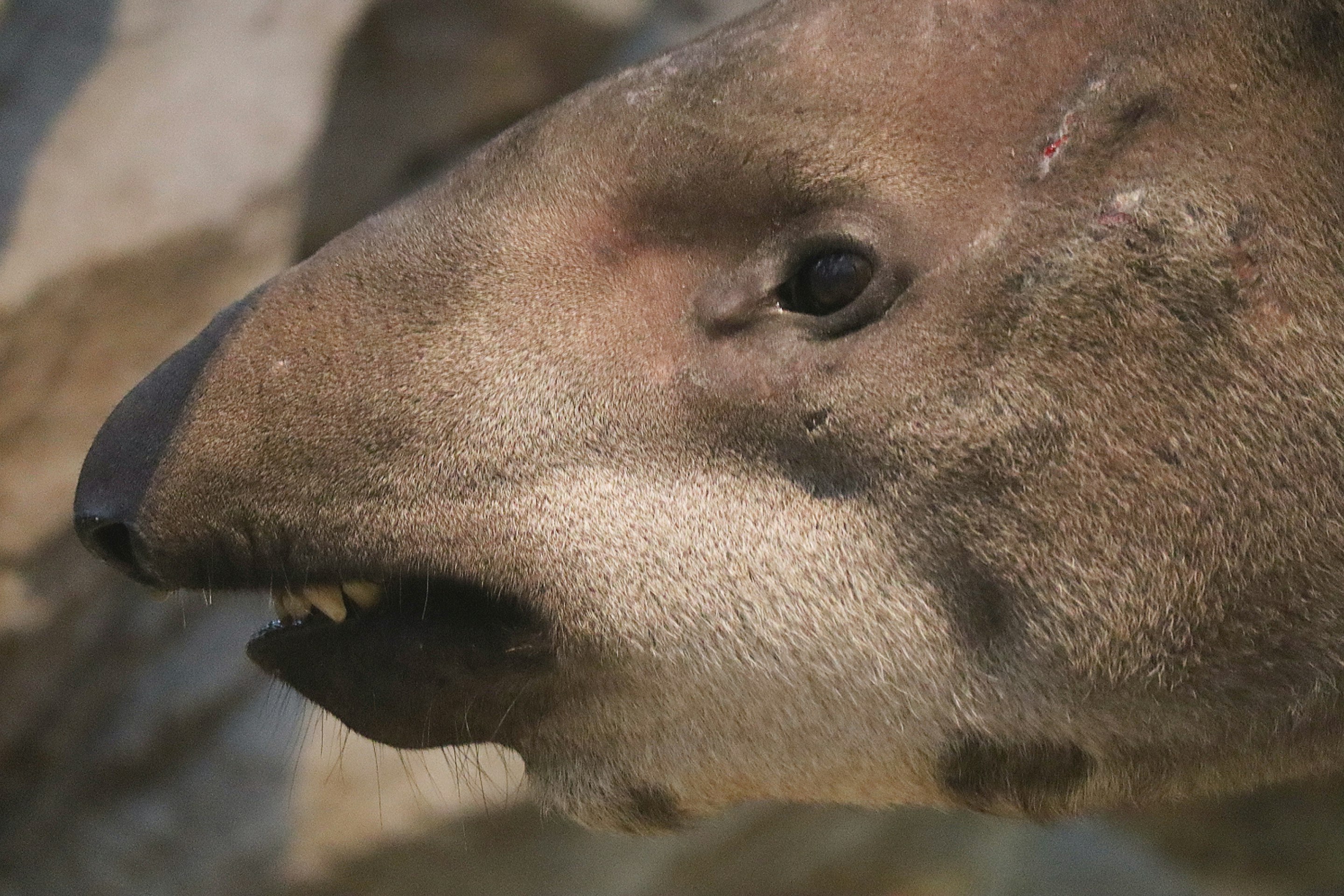 primer plano del rostro de un tapir descansando sobre rocas