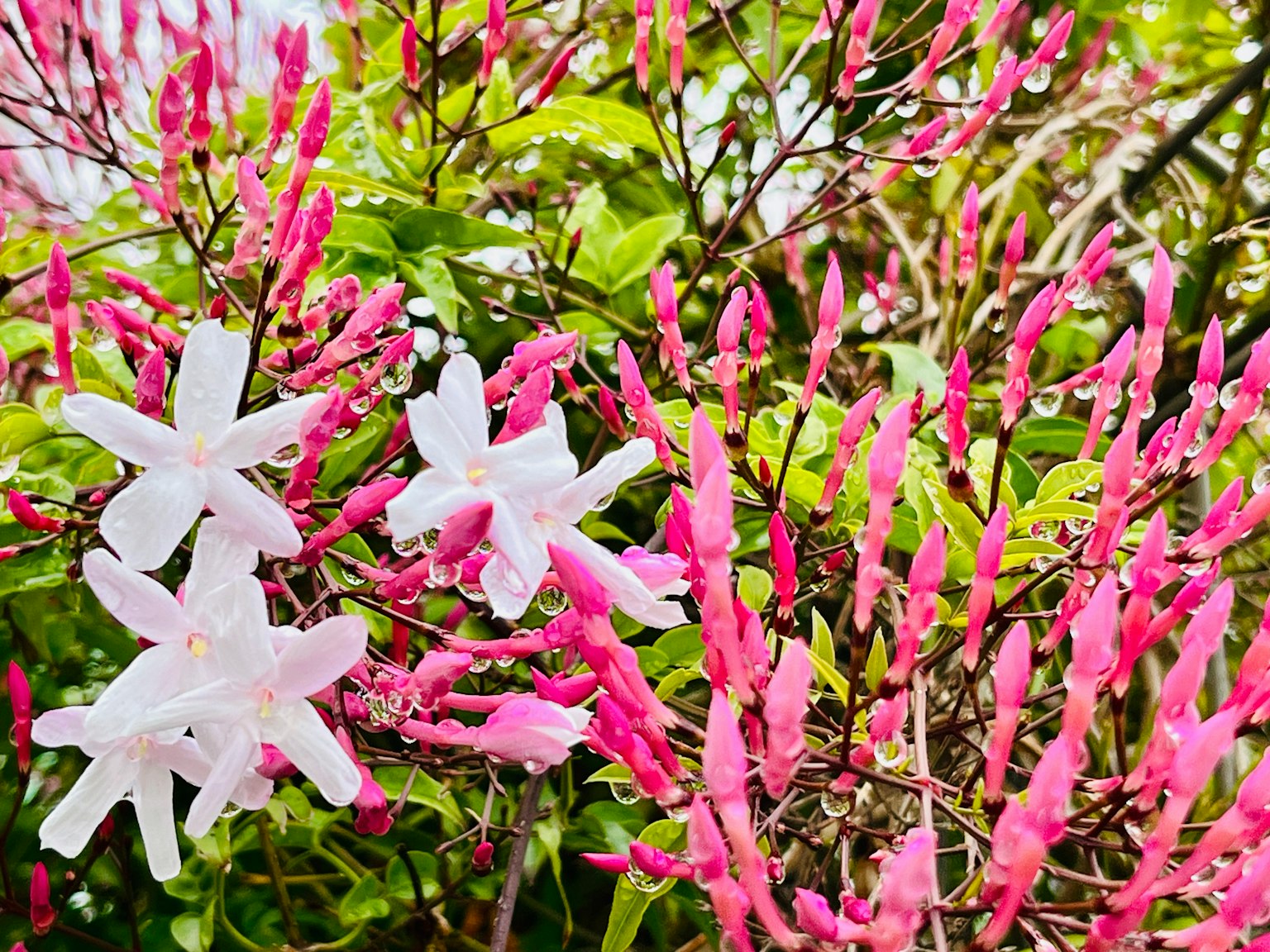 Gros plan sur des plantes à fleurs blanches et roses