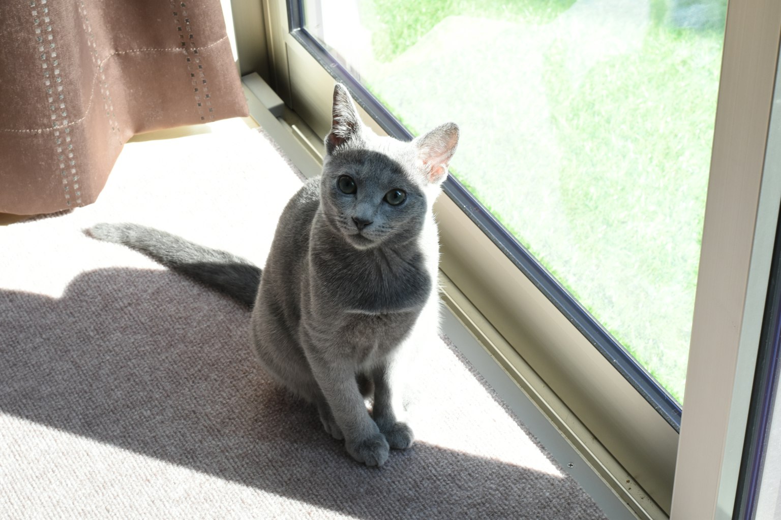 Gray cat sitting by the window
