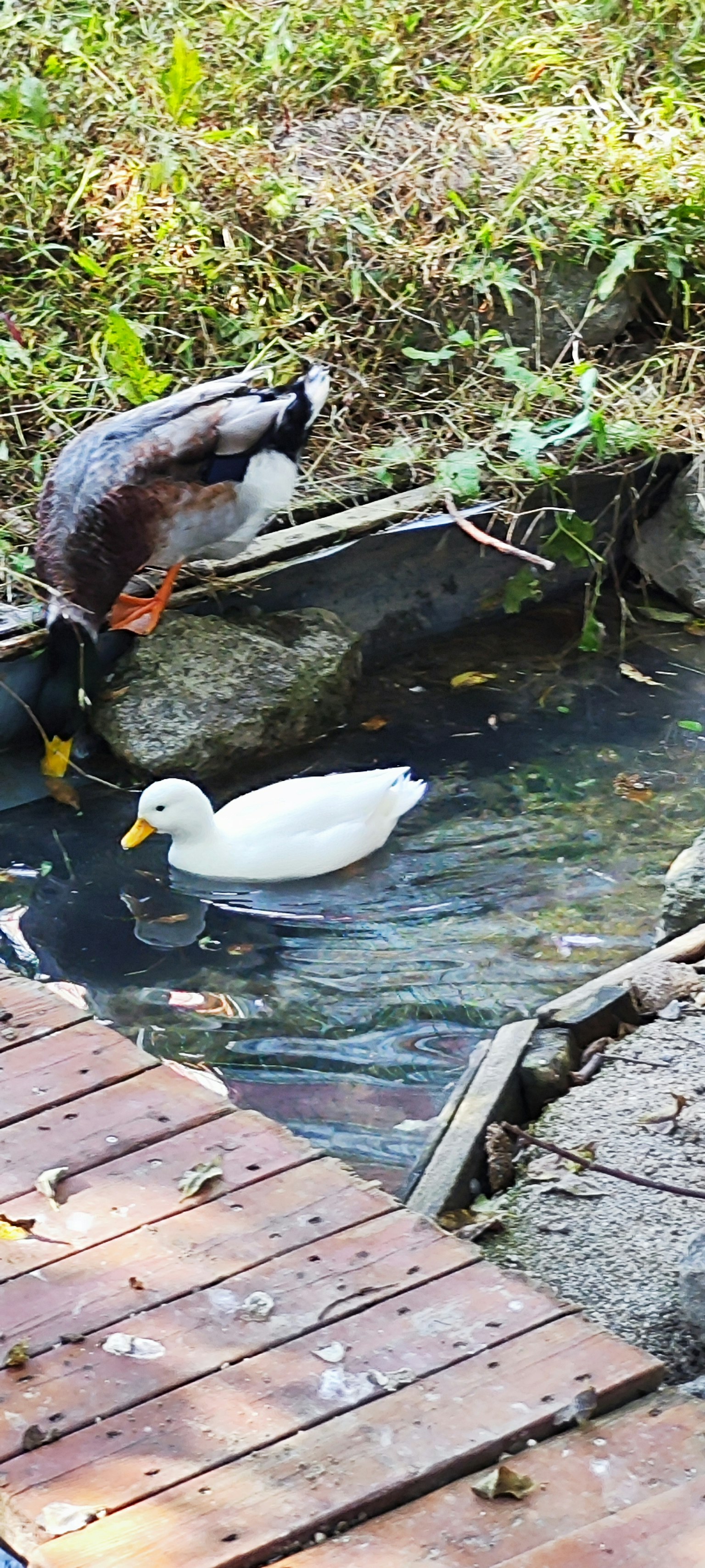 Seekor bebek putih berenang di dekat dermaga kayu dengan bebek mallard