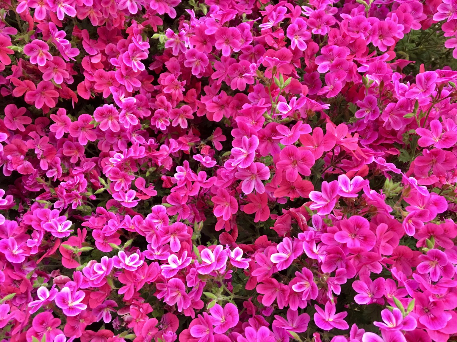 Fiori rosa vivaci che fioriscono densamente insieme