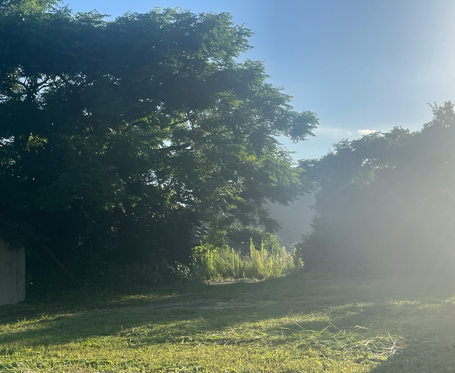 Herbe verte luxuriante et arbres sous un ciel bleu clair