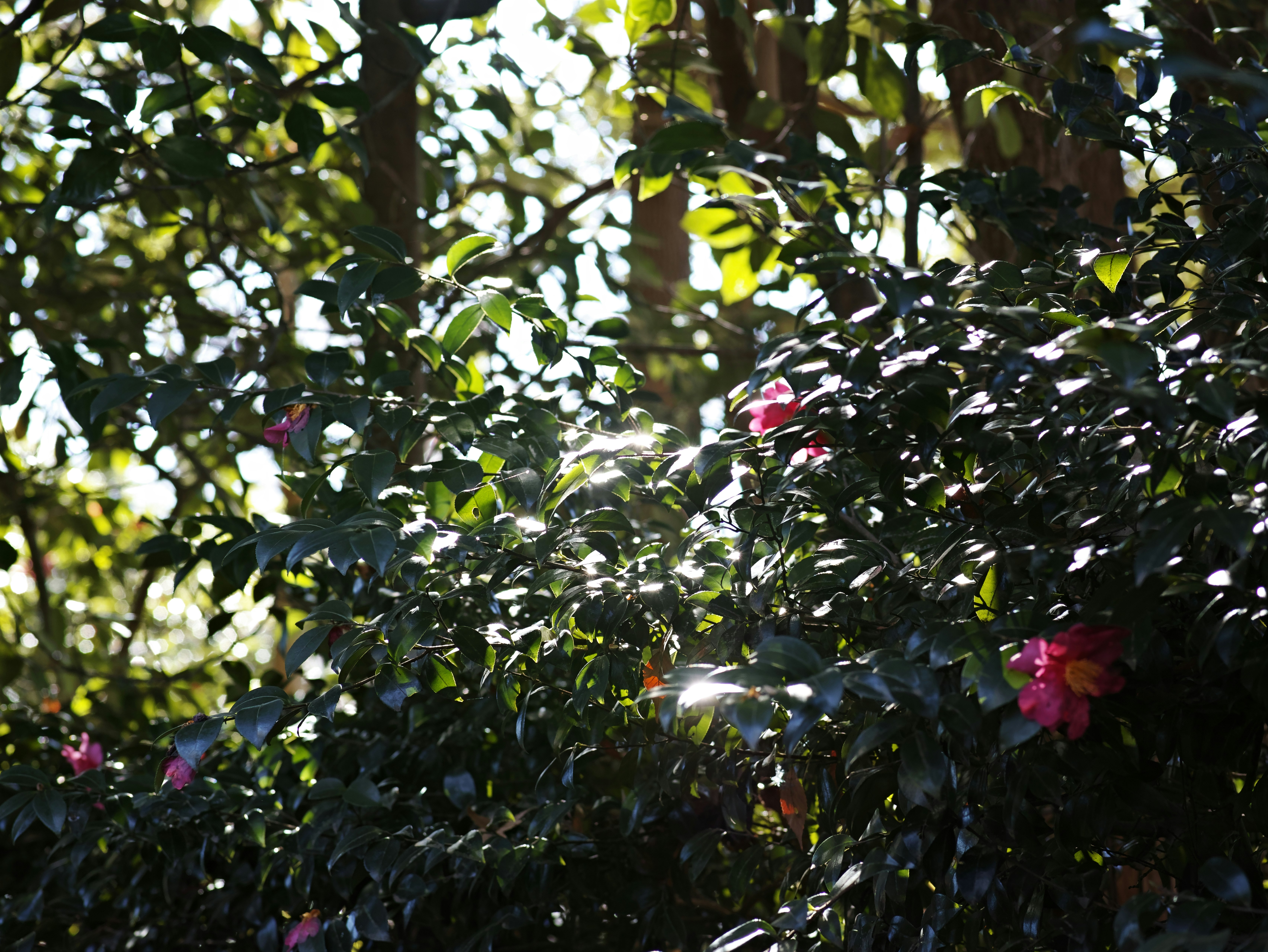 木々の葉の間に咲く花のクローズアップ