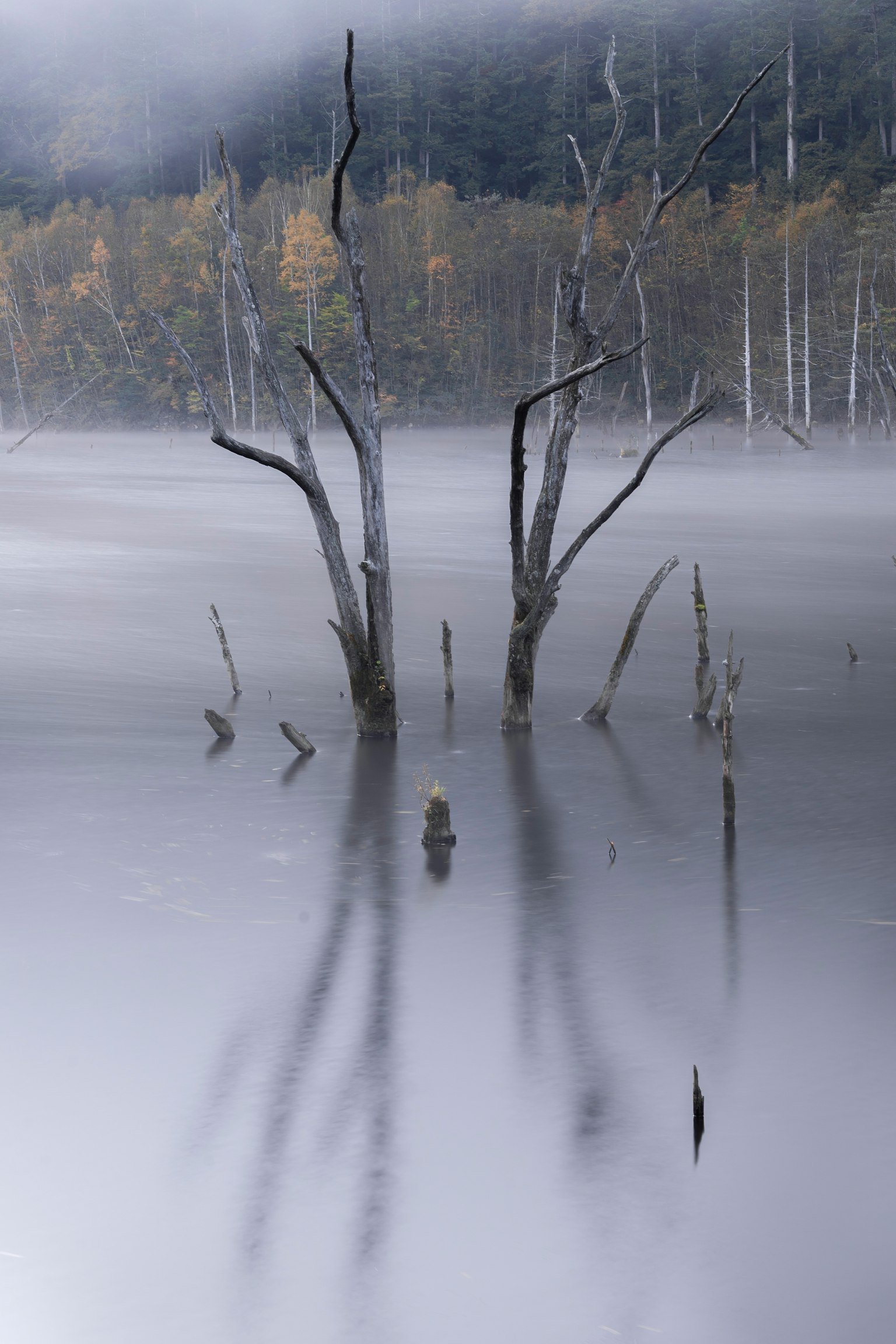 Ruhige Landschaft mit toten Bäumen, die in einem nebligen See reflektiert werden