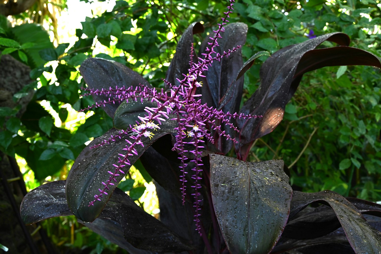 Primer plano de una planta con flores moradas sobre un fondo verde exuberante