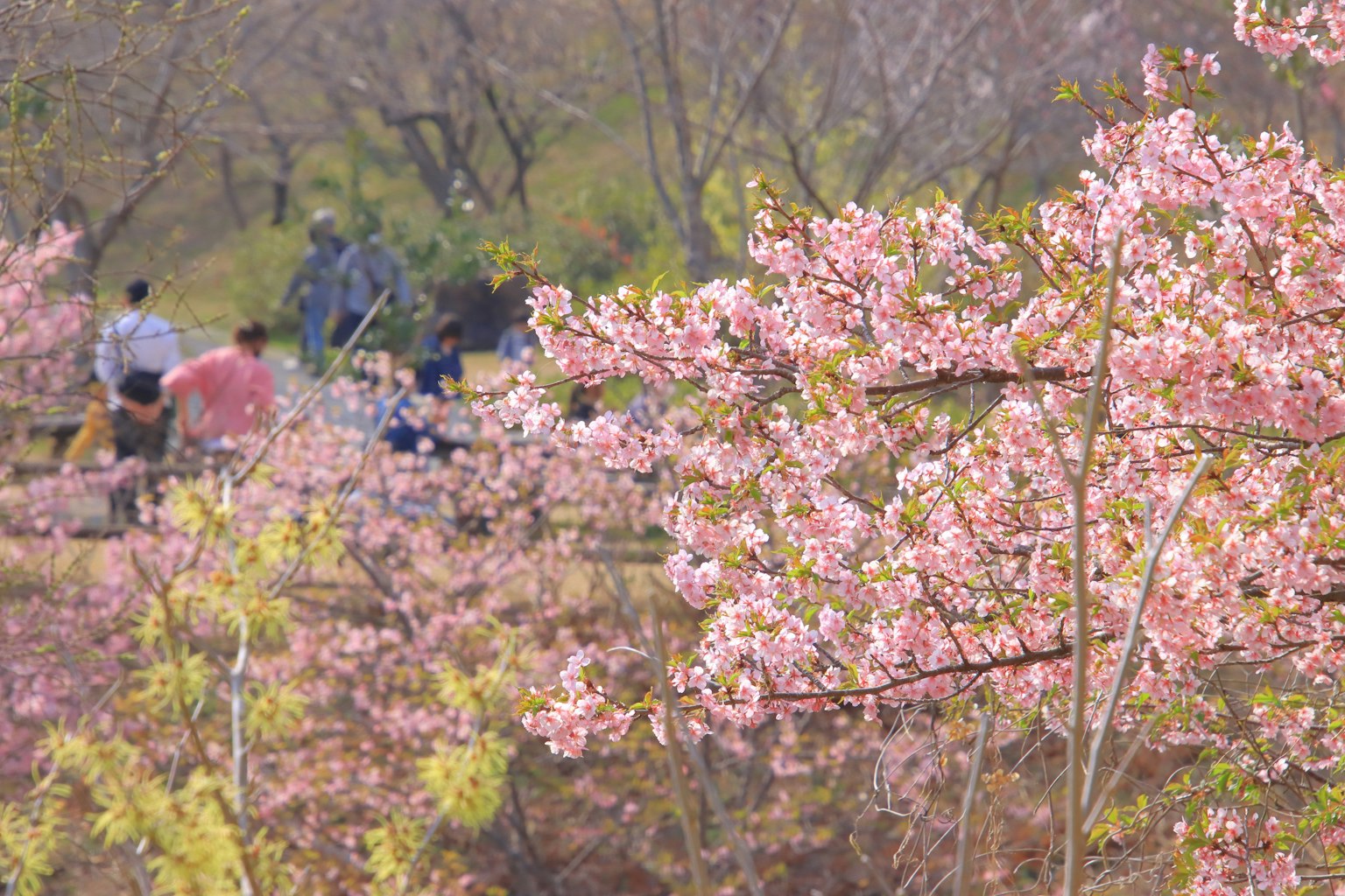 Pemandangan taman dengan bunga sakura yang mekar dan orang-orang yang menikmati pemandangan