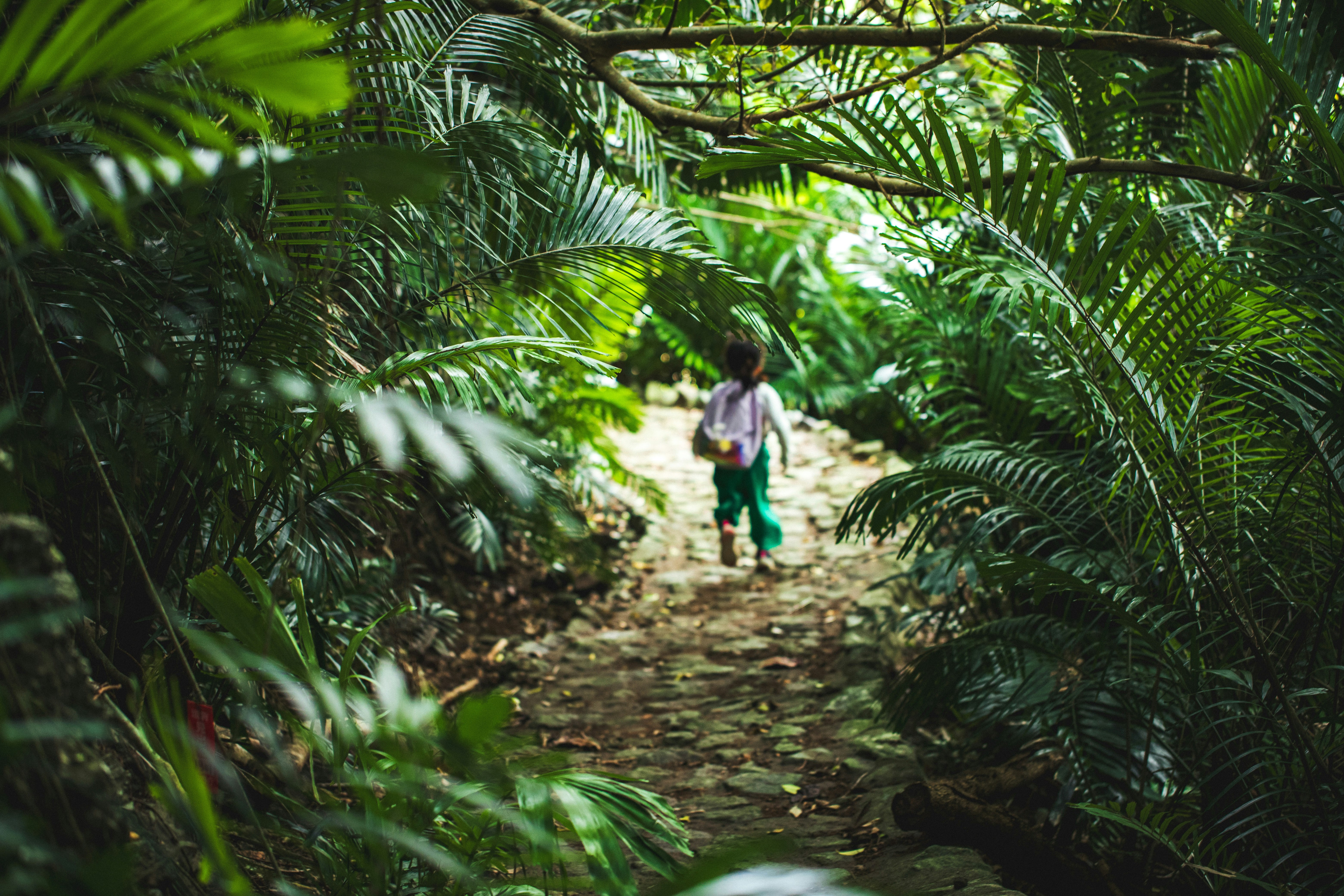 enfant marchant sur un sentier de forêt tropicale