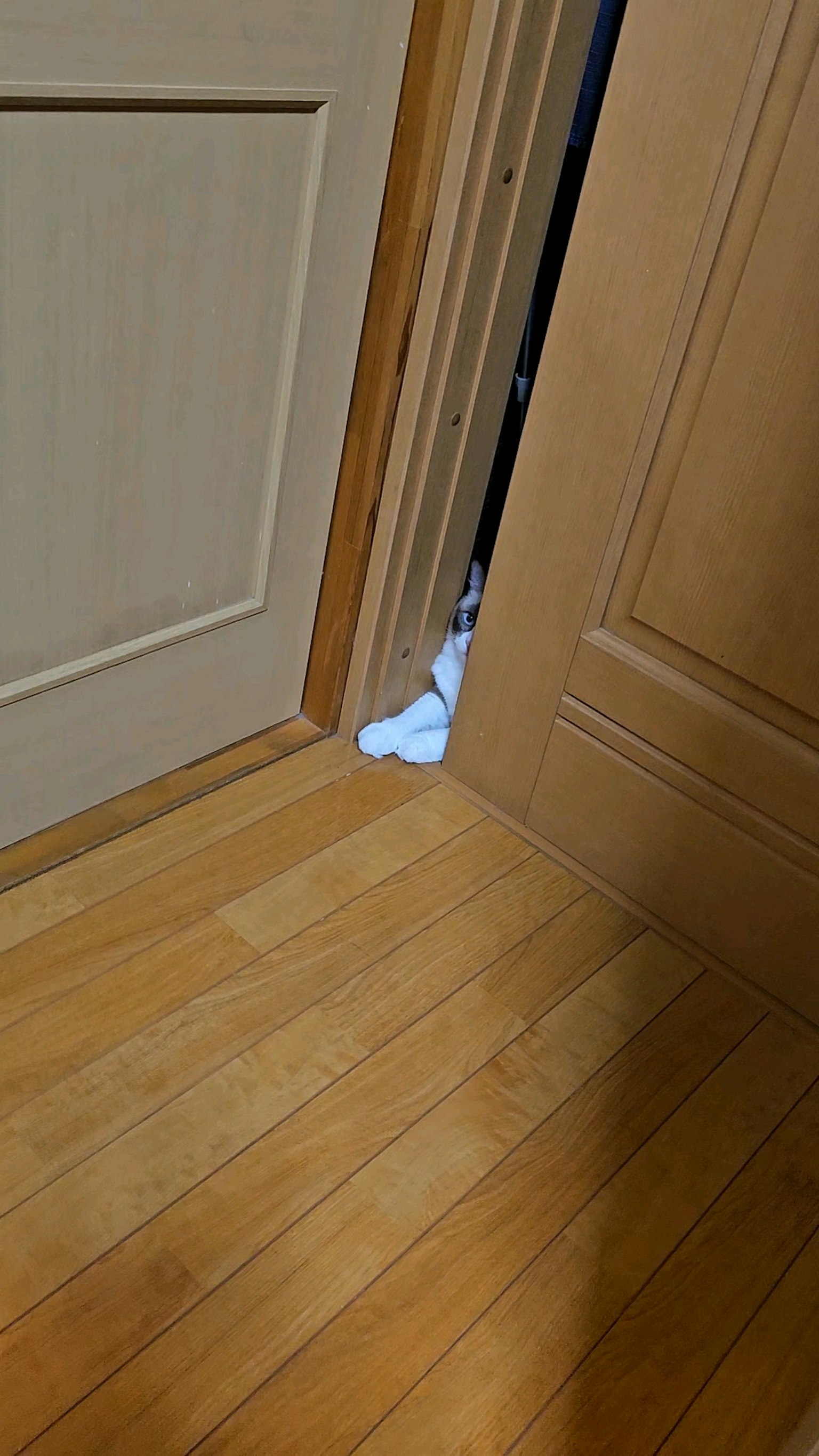 Ein Blick auf eine weiße Socke, die durch eine angelehnte Tür und einen Holzboden blitzt