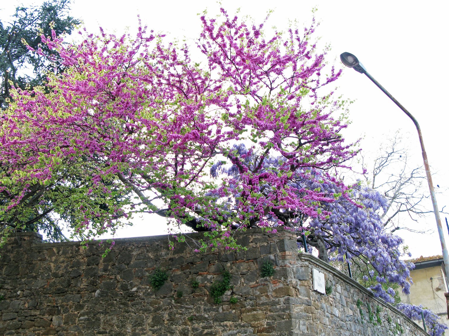 Una scena vibrante di alberi in fiore con fiori viola e verdi su un muro di pietra