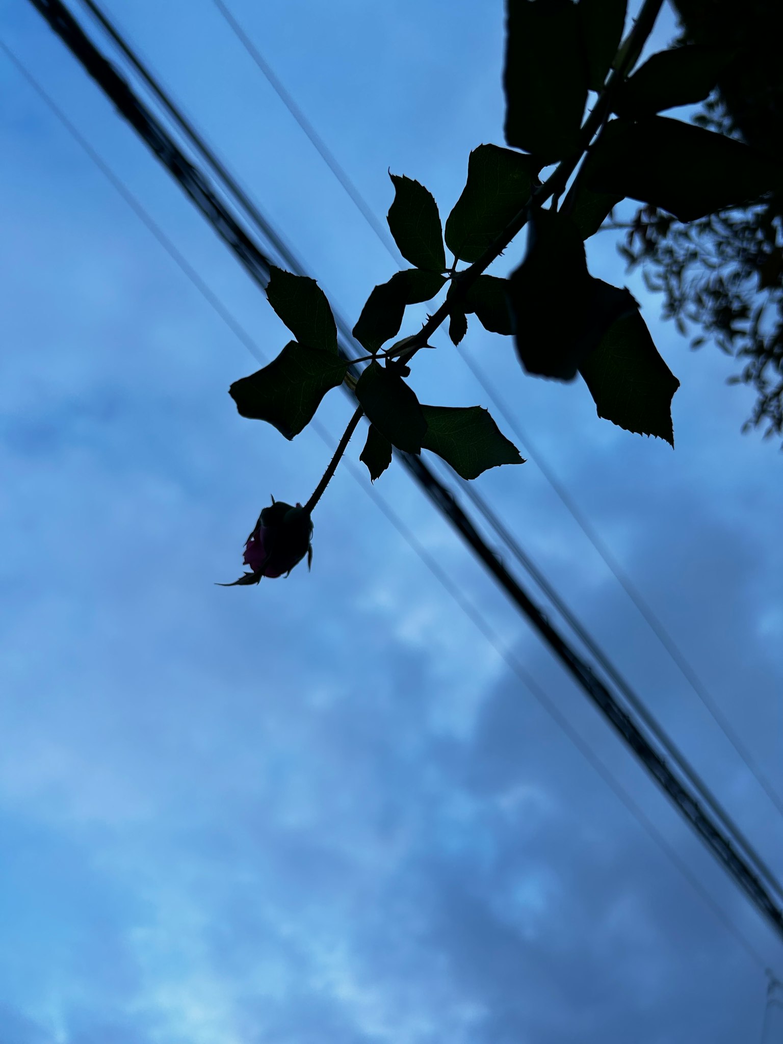 Silhouette of a rose against a blue sky with power lines
