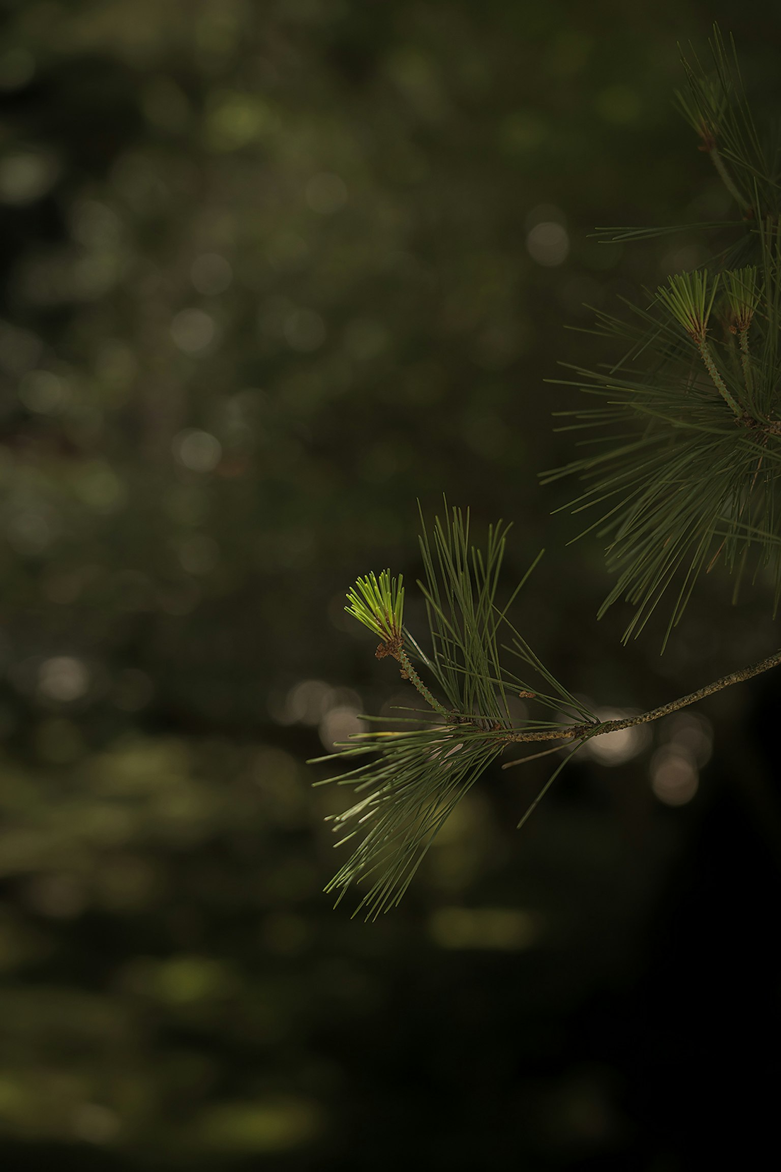 photo-6s11t9JRbpHv4abi4KzR-image