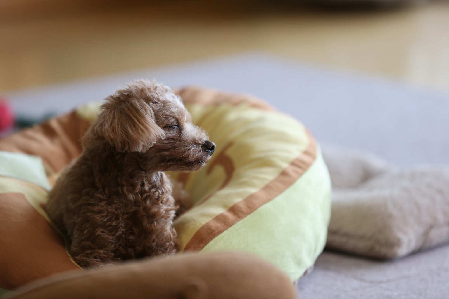Ein kleiner Hund sitzt in einem gemütlichen Bett mit einem ruhigen Ausdruck