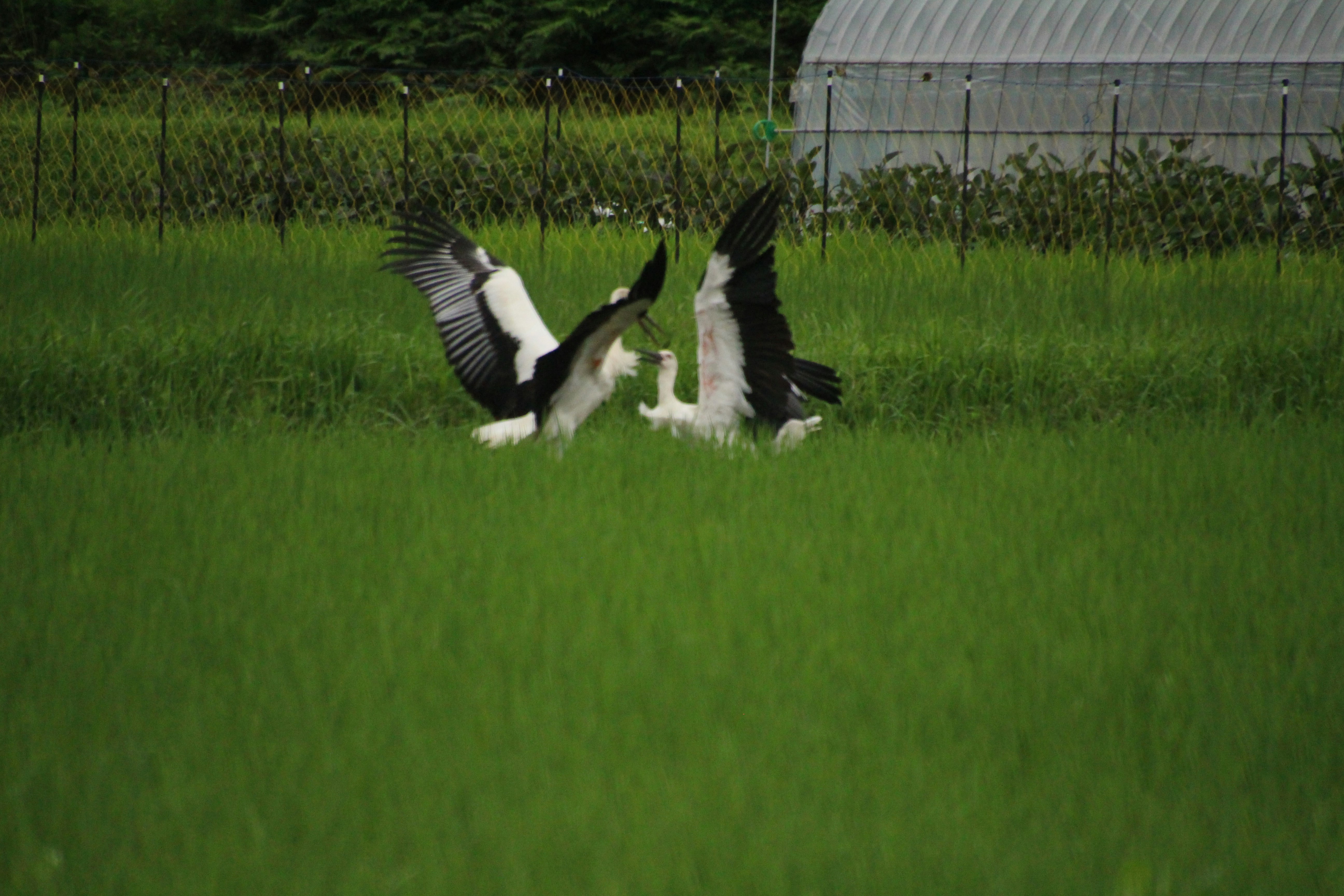 Vögel mit ausgebreiteten Flügeln auf einer grünen Wiese