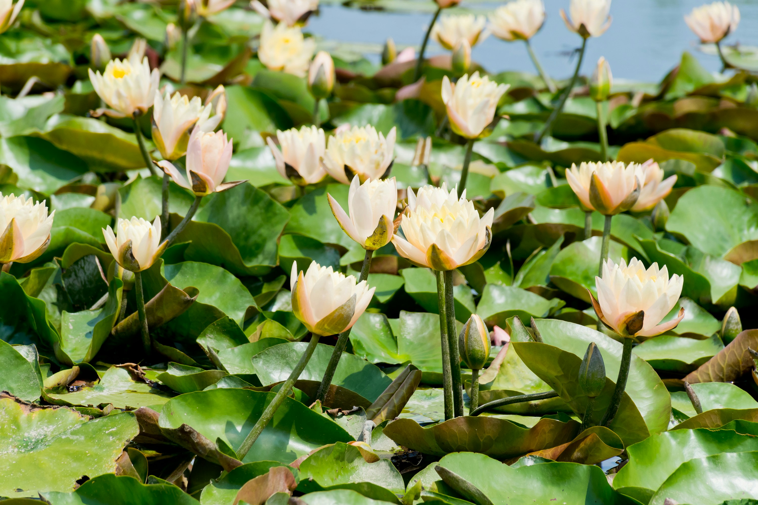 Büschel blühender Seerosen auf einem Teich