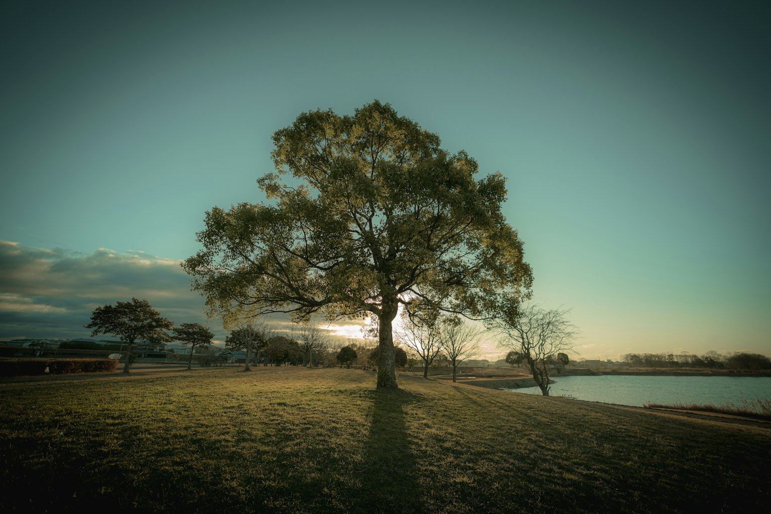 A large tree stands near a lake with sunset light filtering through behind it