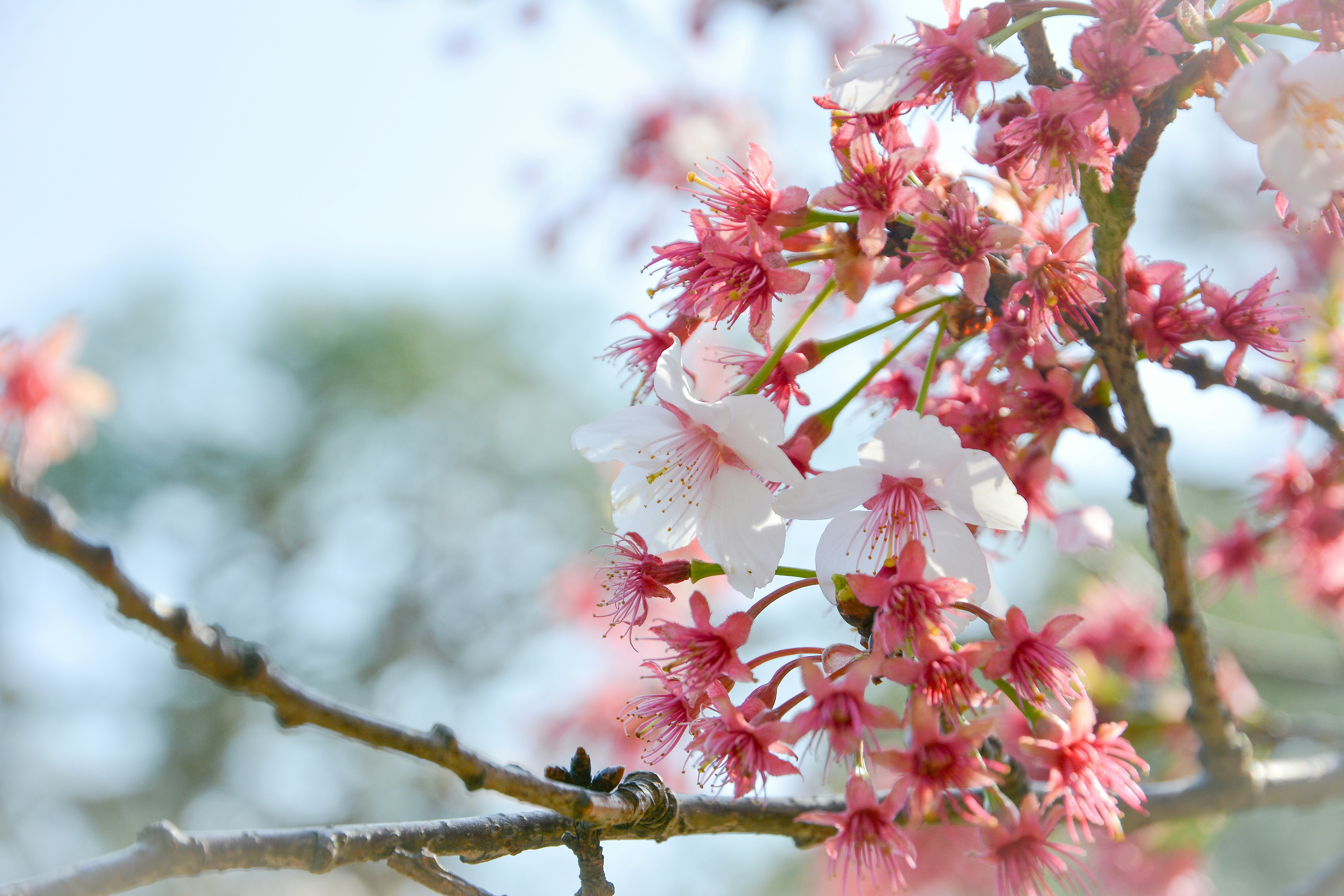 桜の花が枝に咲く春の風景