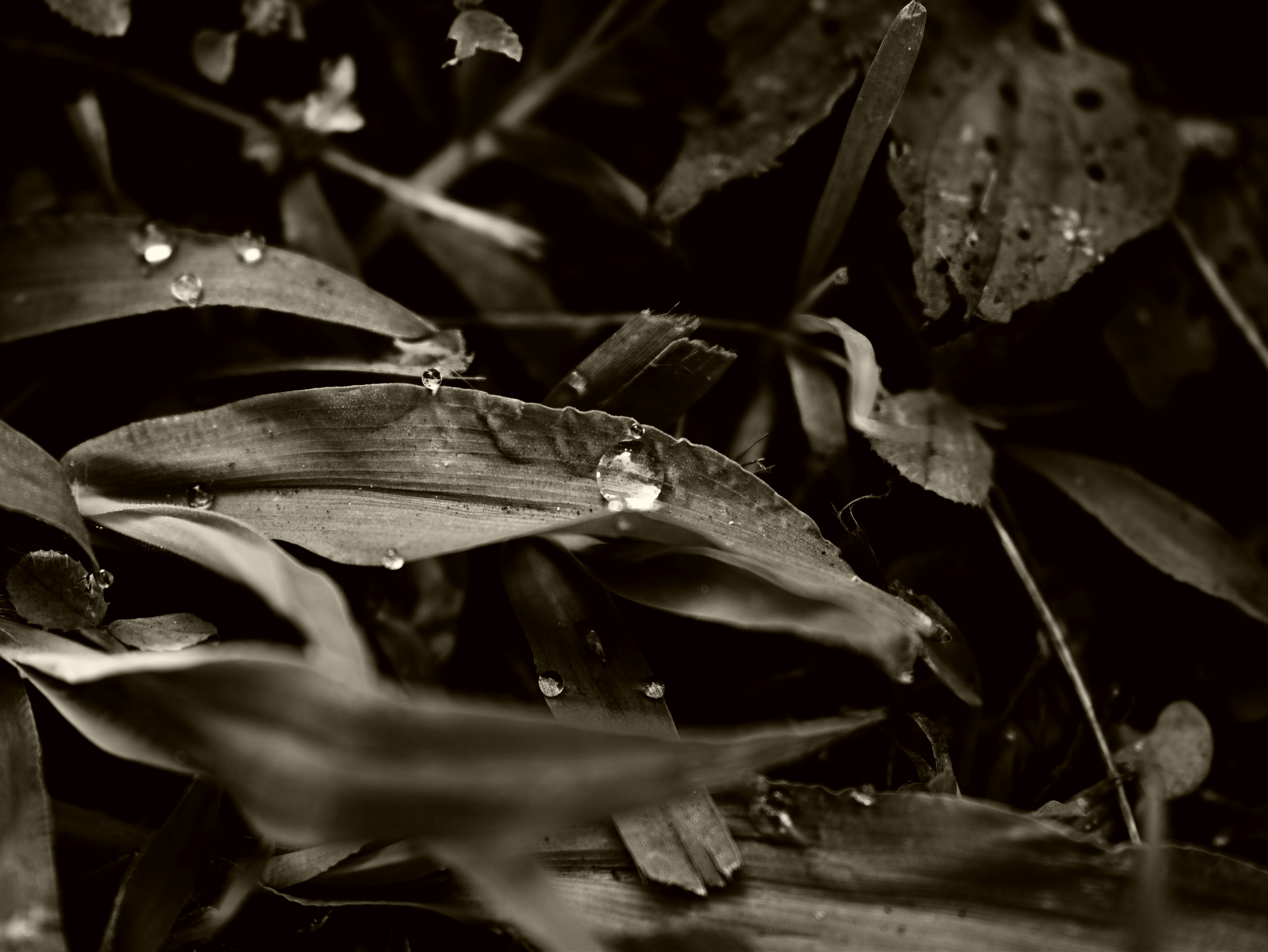 Primer plano de hojas con gotas de agua en monocromo