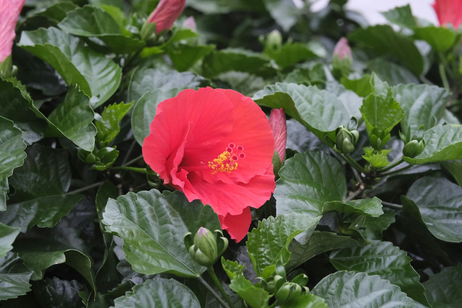 Fiore di ibisco rosso circondato da foglie verdi