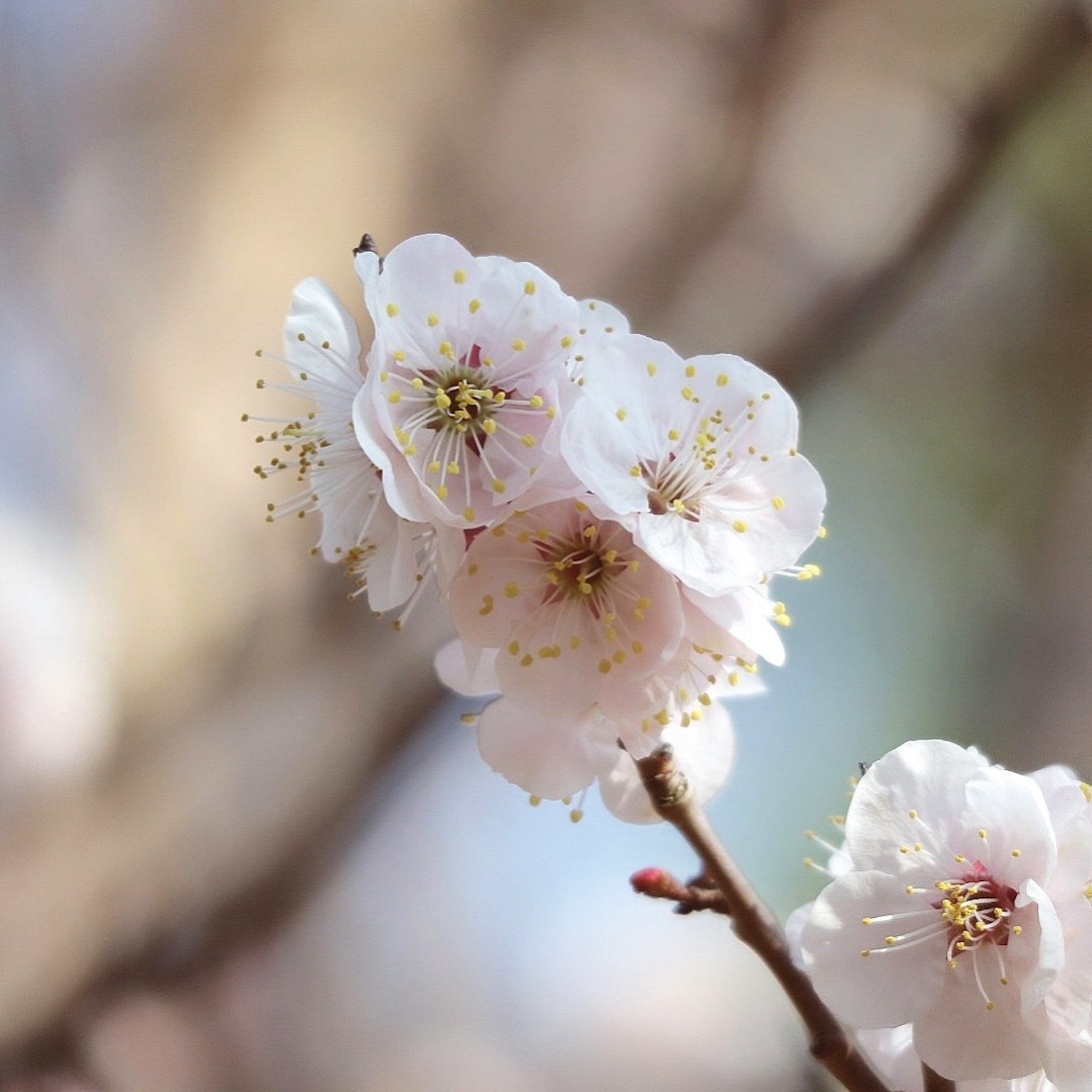 Kedekatan bunga sakura yang halus dalam nuansa merah muda yang lembut