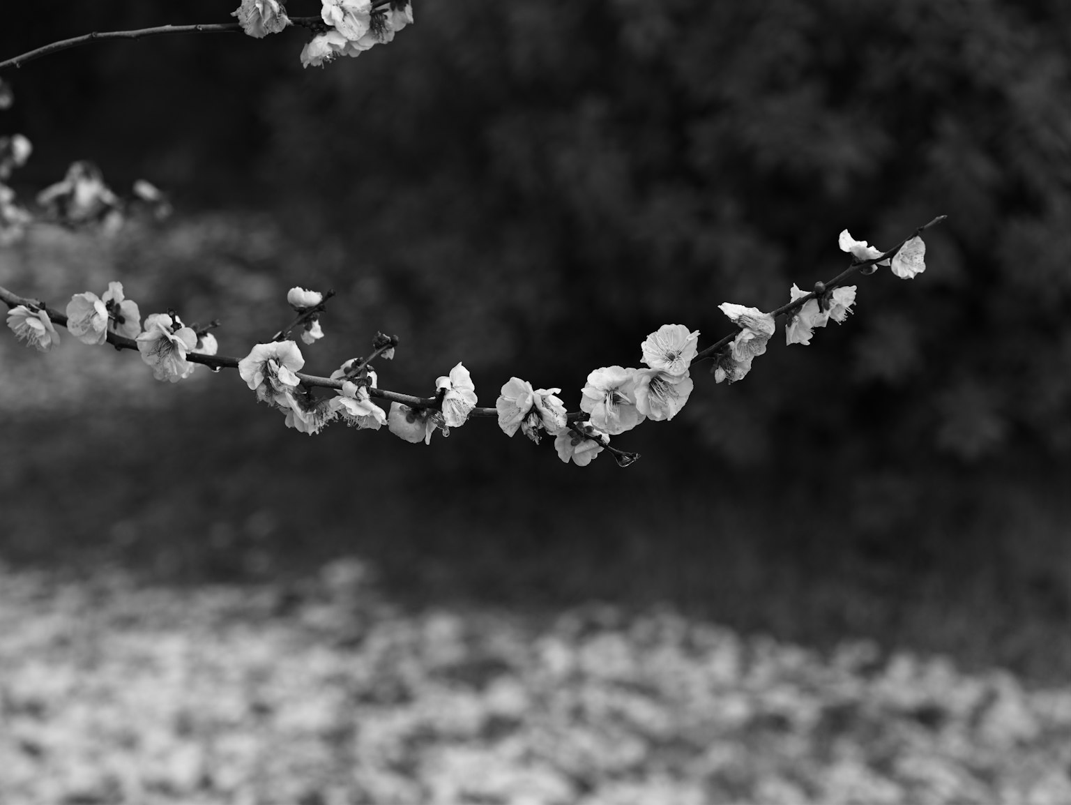 Black and white branch of flowers contrasting with green foliage in the background