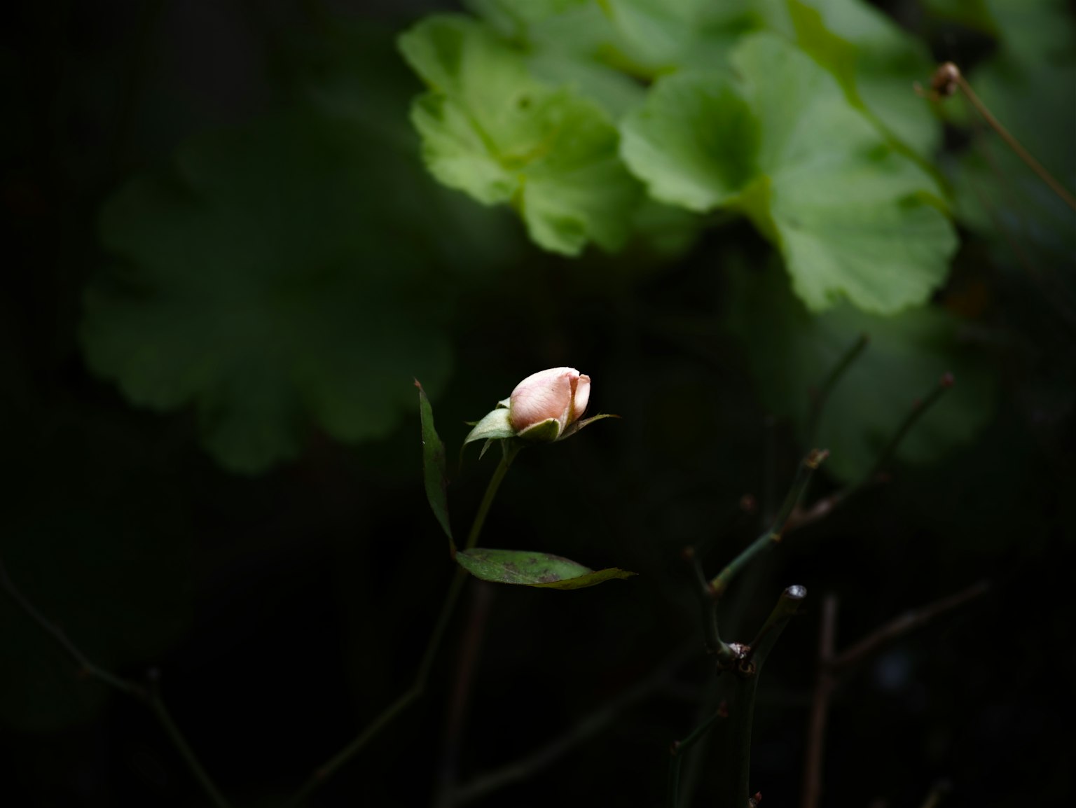 Un bocciolo di fiore illuminato su uno sfondo scuro con foglie verdi