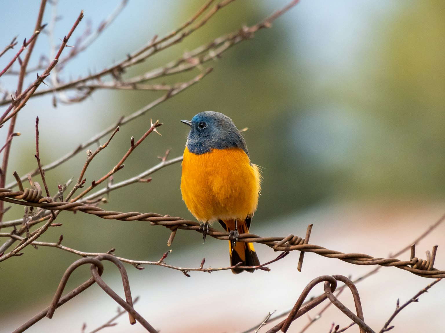 Un piccolo uccello con testa blu e petto arancione appollaiato su un ramo