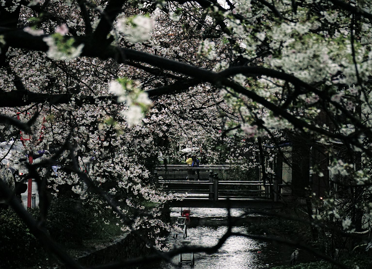 ทิวทัศน์ของสะพานเล็กและลำธารที่มองเห็นผ่านต้นซากุระ