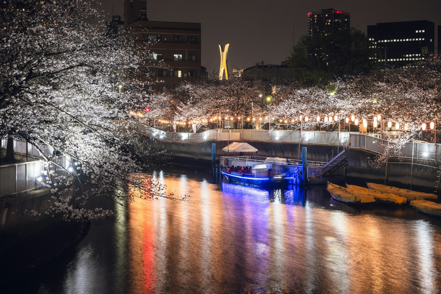 Night view of cherry blossoms along a river colorful lights on the water