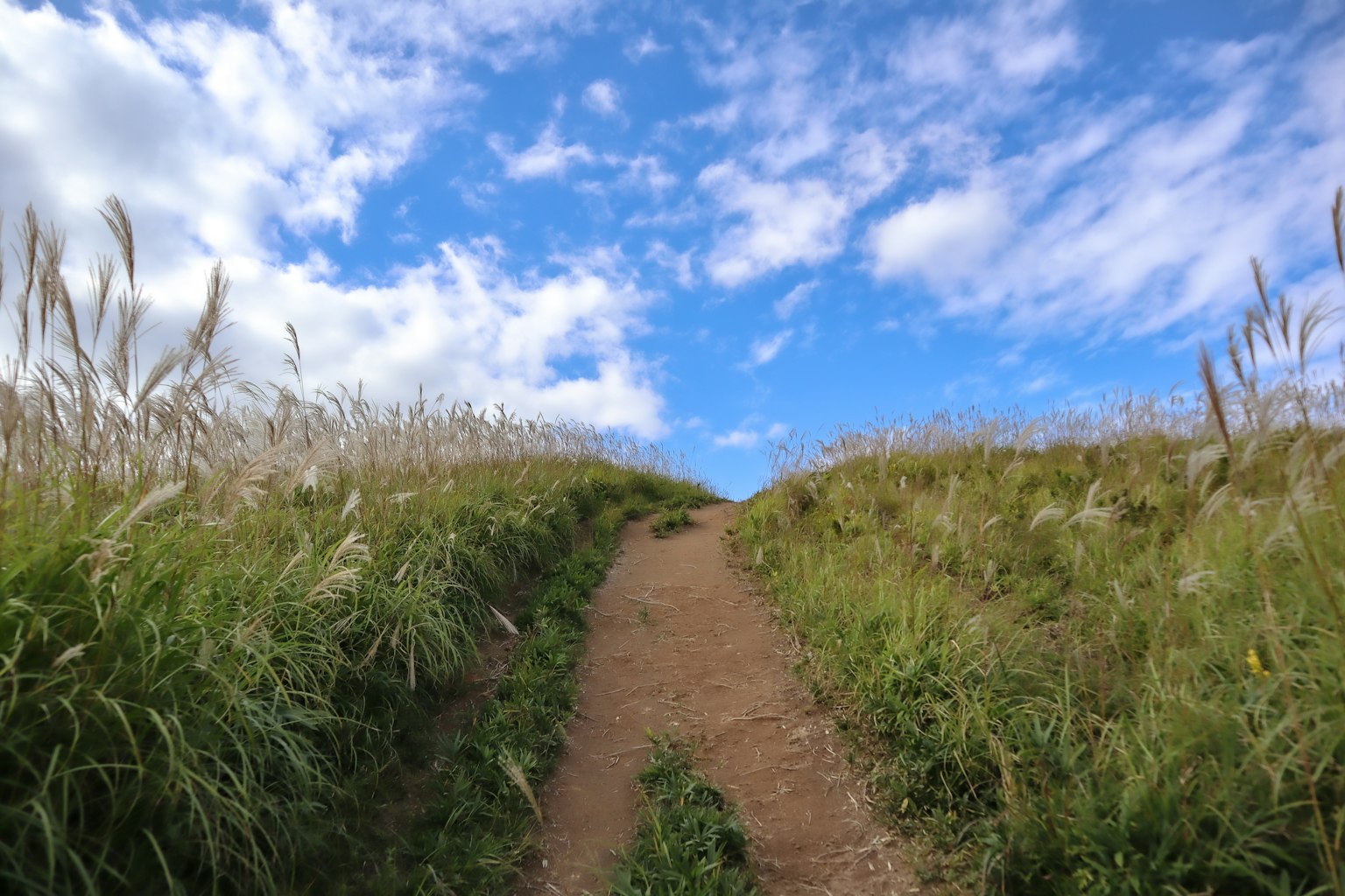 Sendero rodeado de hierba alta bajo un cielo azul