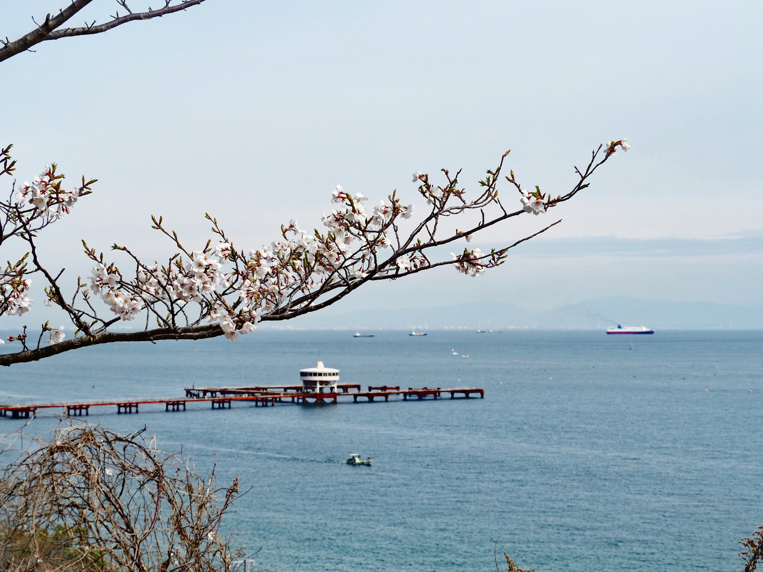 Vue pittoresque d'un quai sur une eau calme avec des cerisiers en fleurs