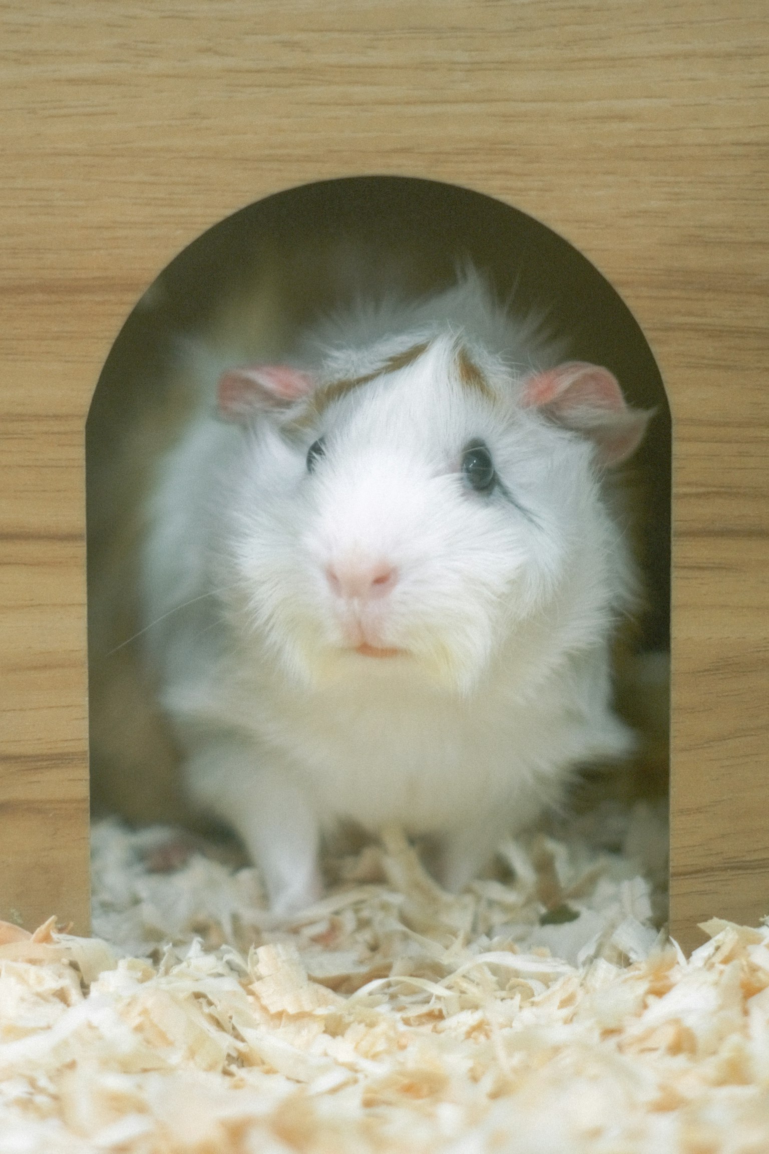 白色豚鼠从木屋入口探出头来