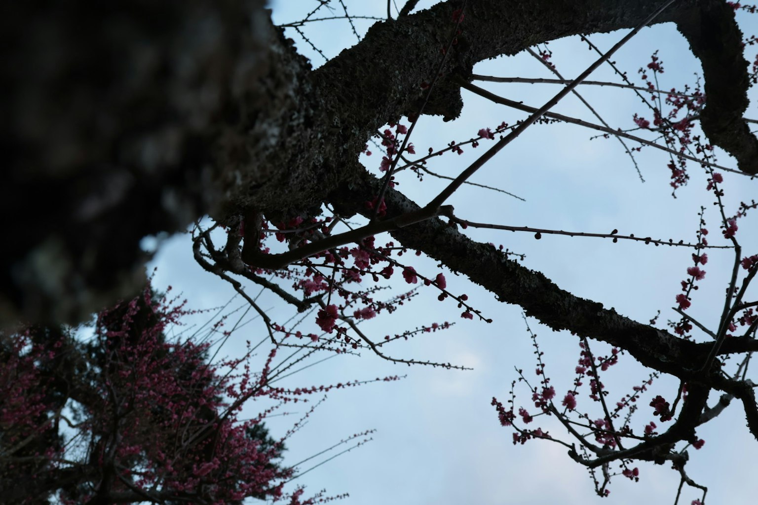 蓝天背景下梅树枝和花的特写