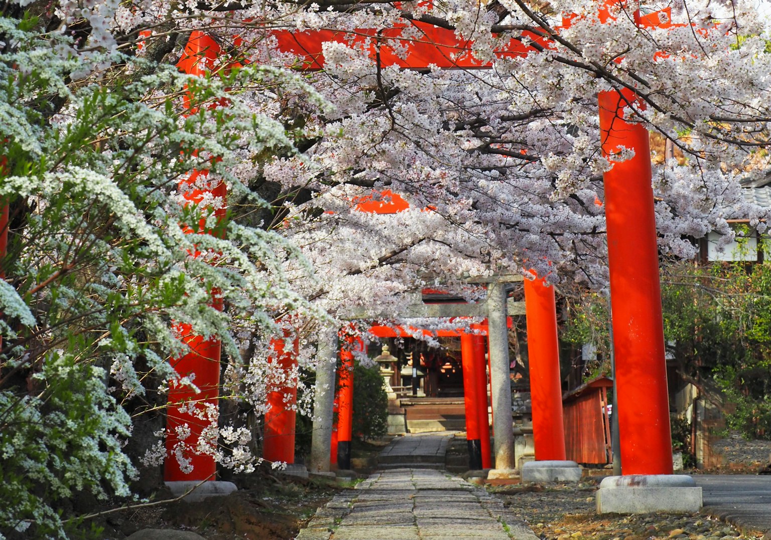 Schöne Landschaft mit roten Torii-Toren und blühenden Kirschbäumen