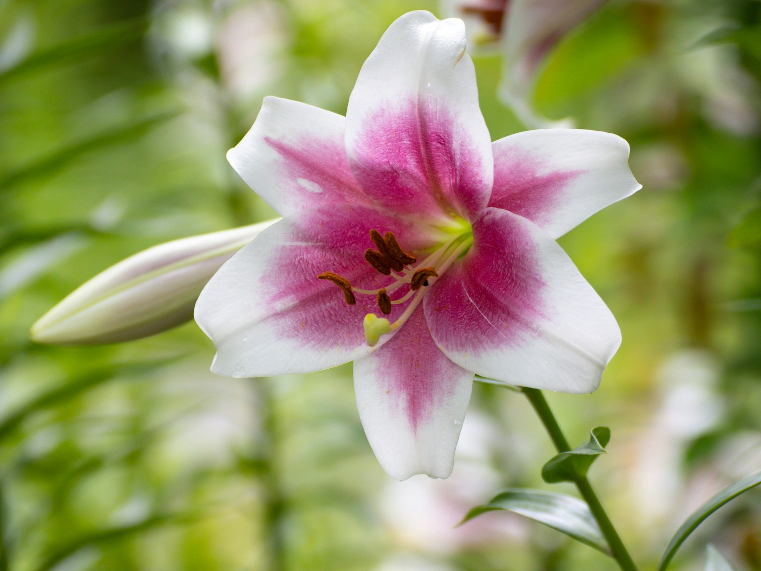 Hermosa flor de lirio blanca con patrones rosas y fondo verde