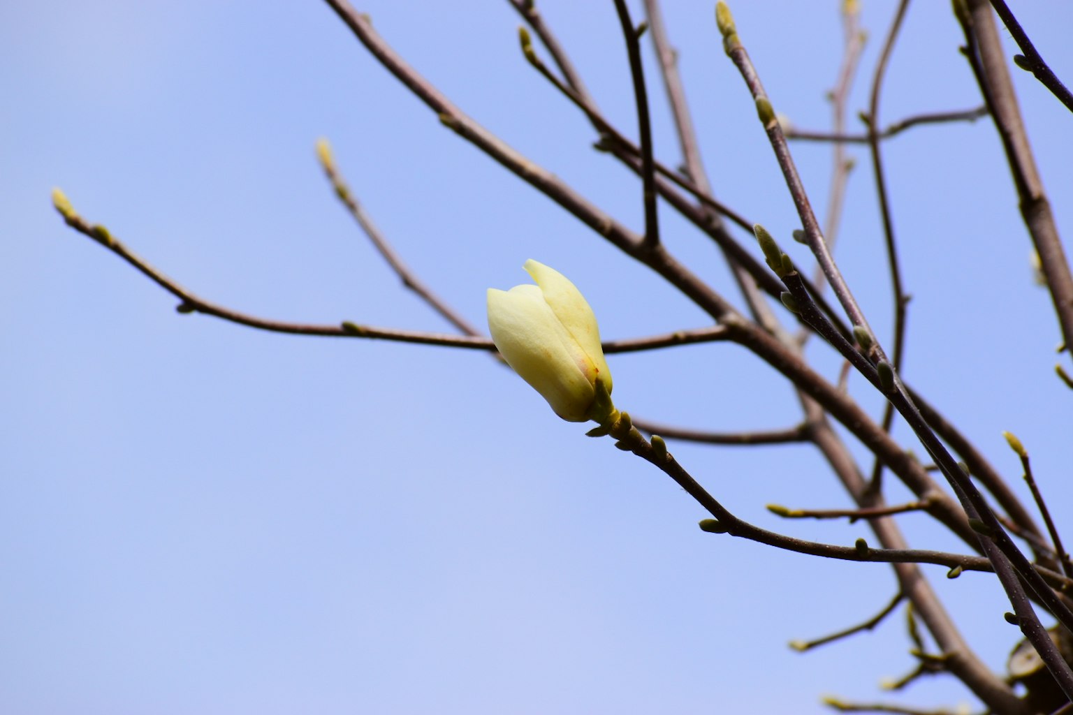 Un ramo d'albero con un bocciolo di fiore bianco contro un cielo blu