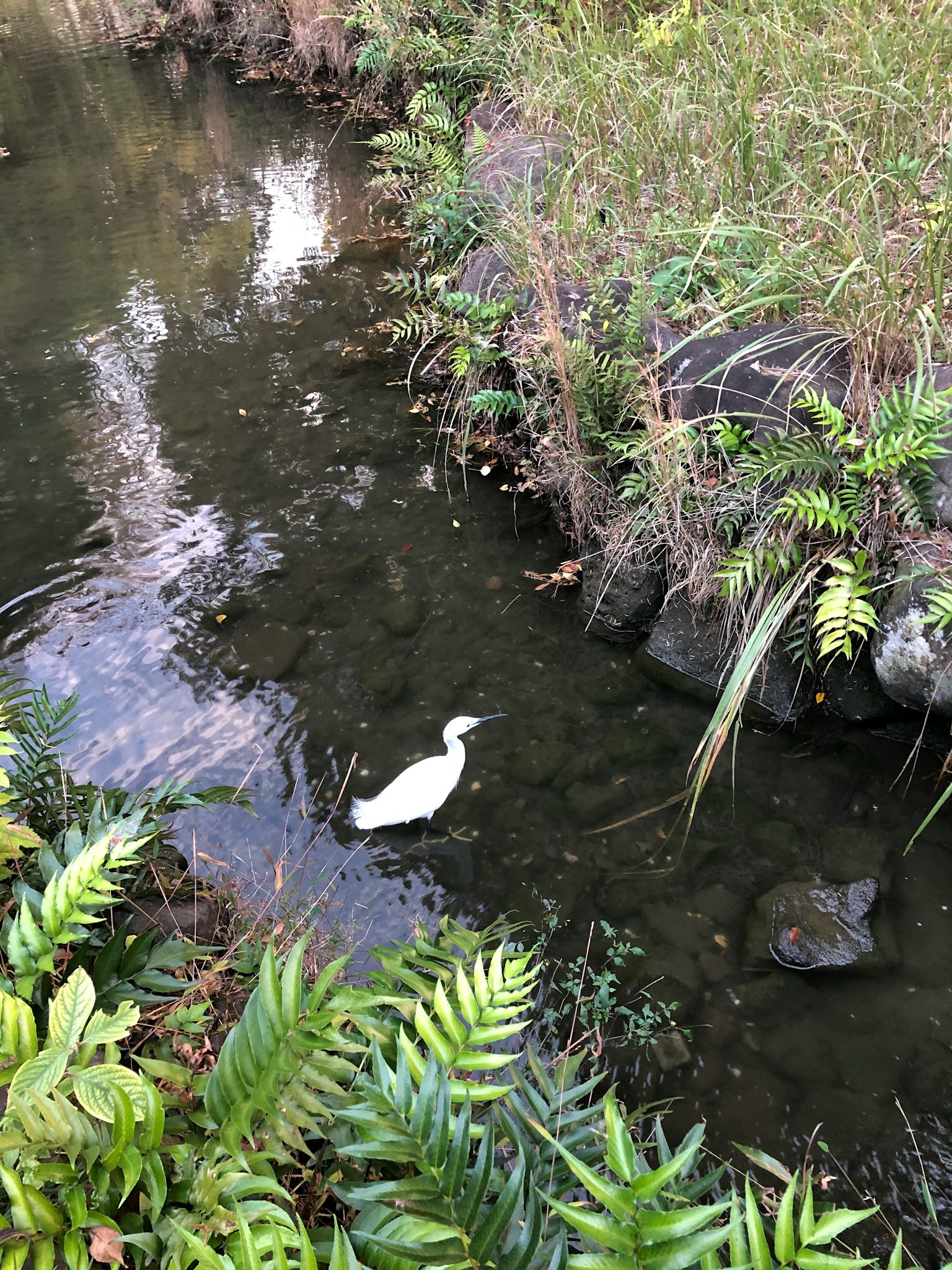 Ein weißer Vogel steht in einem ruhigen Gewässer umgeben von üppigem Grün